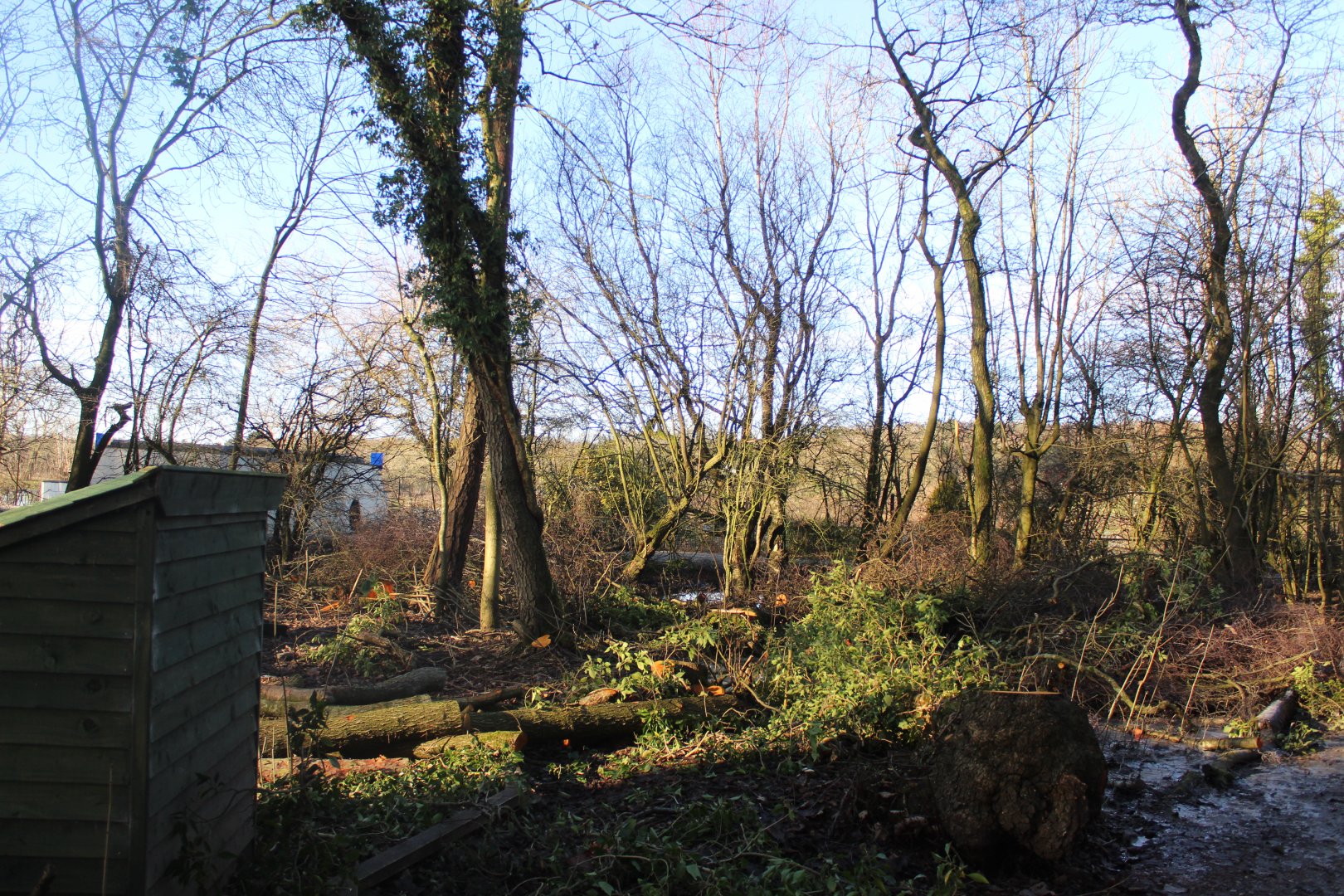 Area for Red Squirrel open exhibit