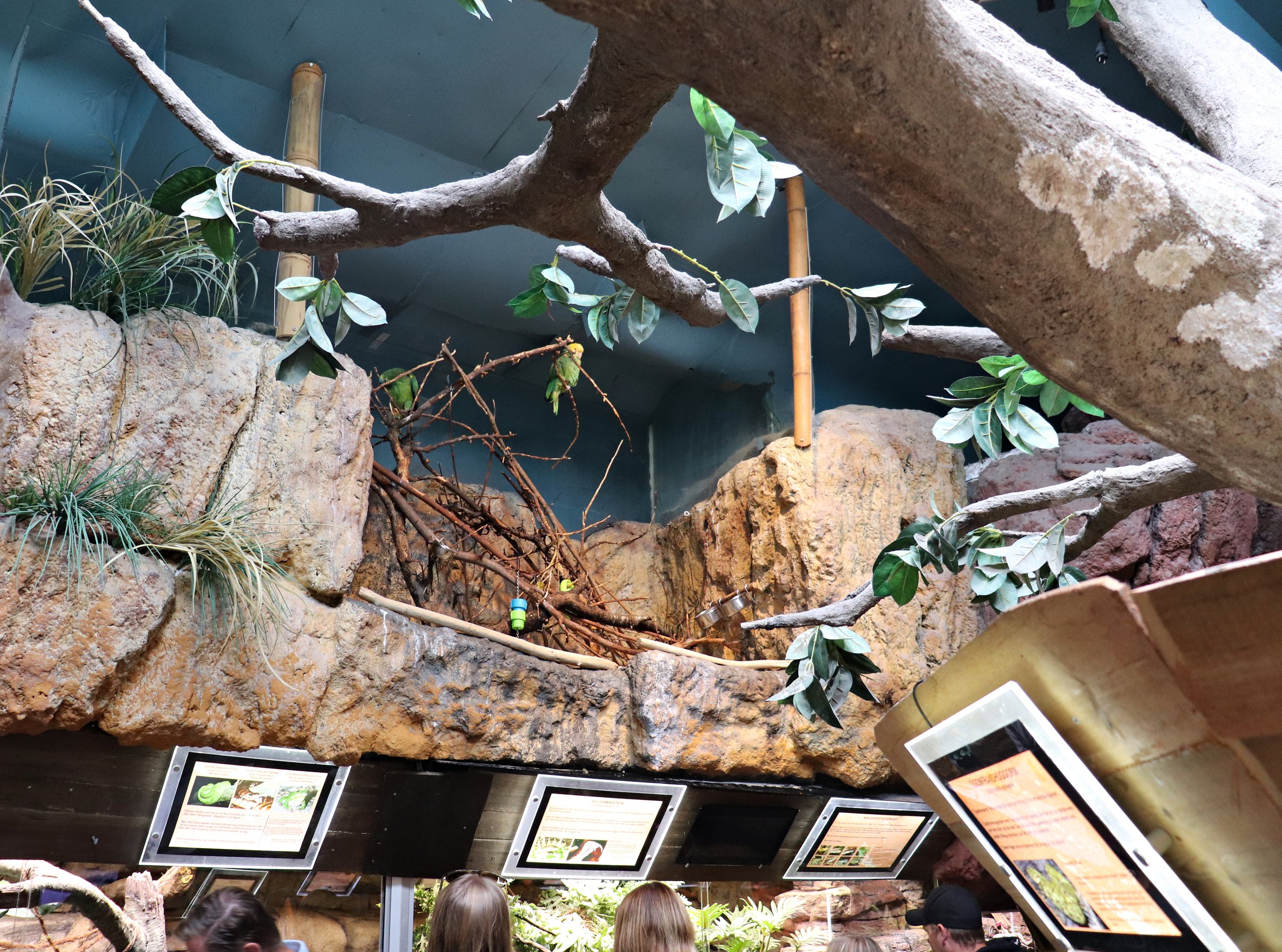 Area for the parrots