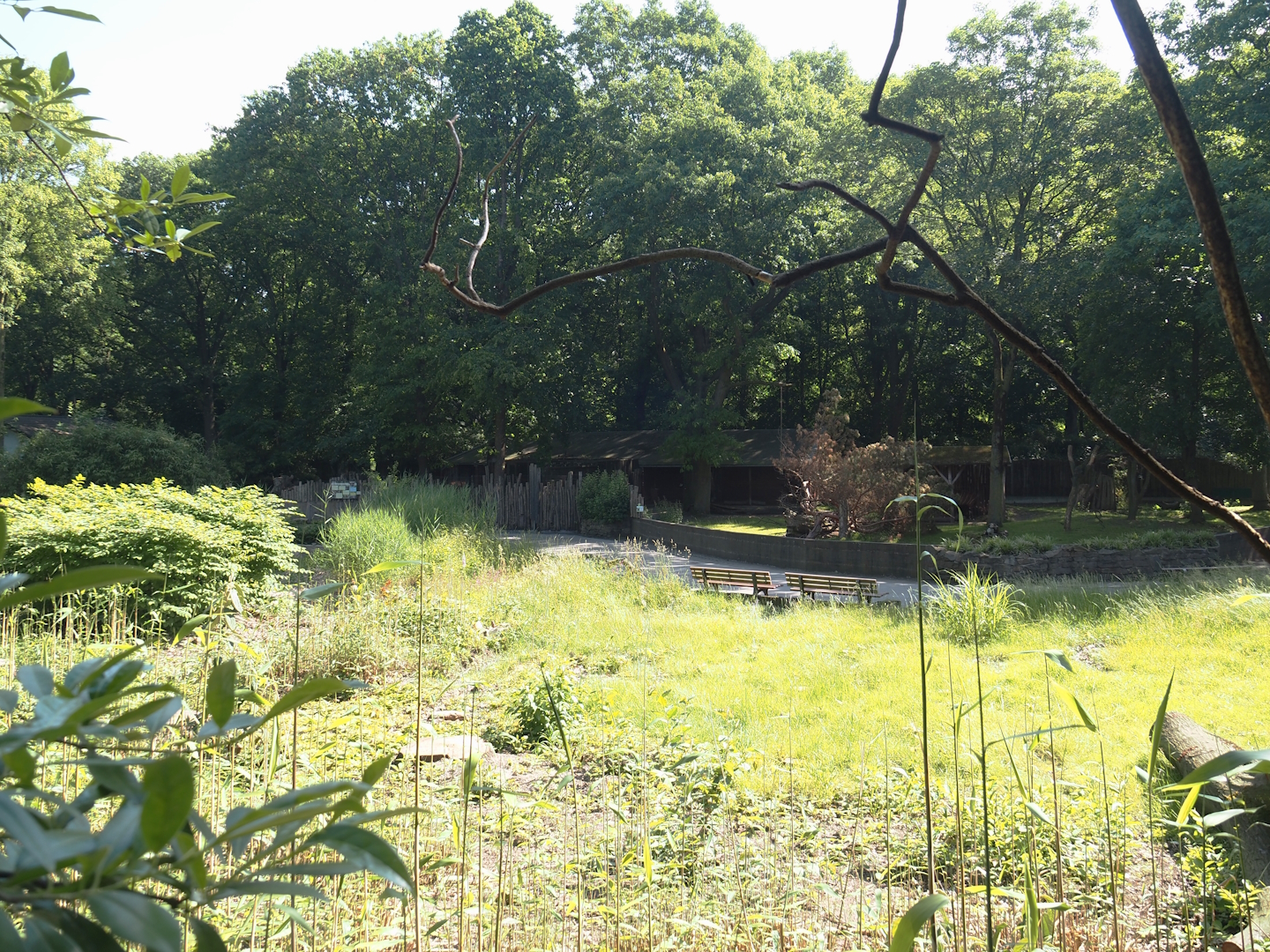 Area of former Chilean flamingo exhibit, 2024-06-08