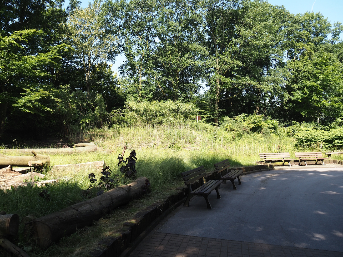 Area of former Chilean flamingo exhibit, 2024-06-08