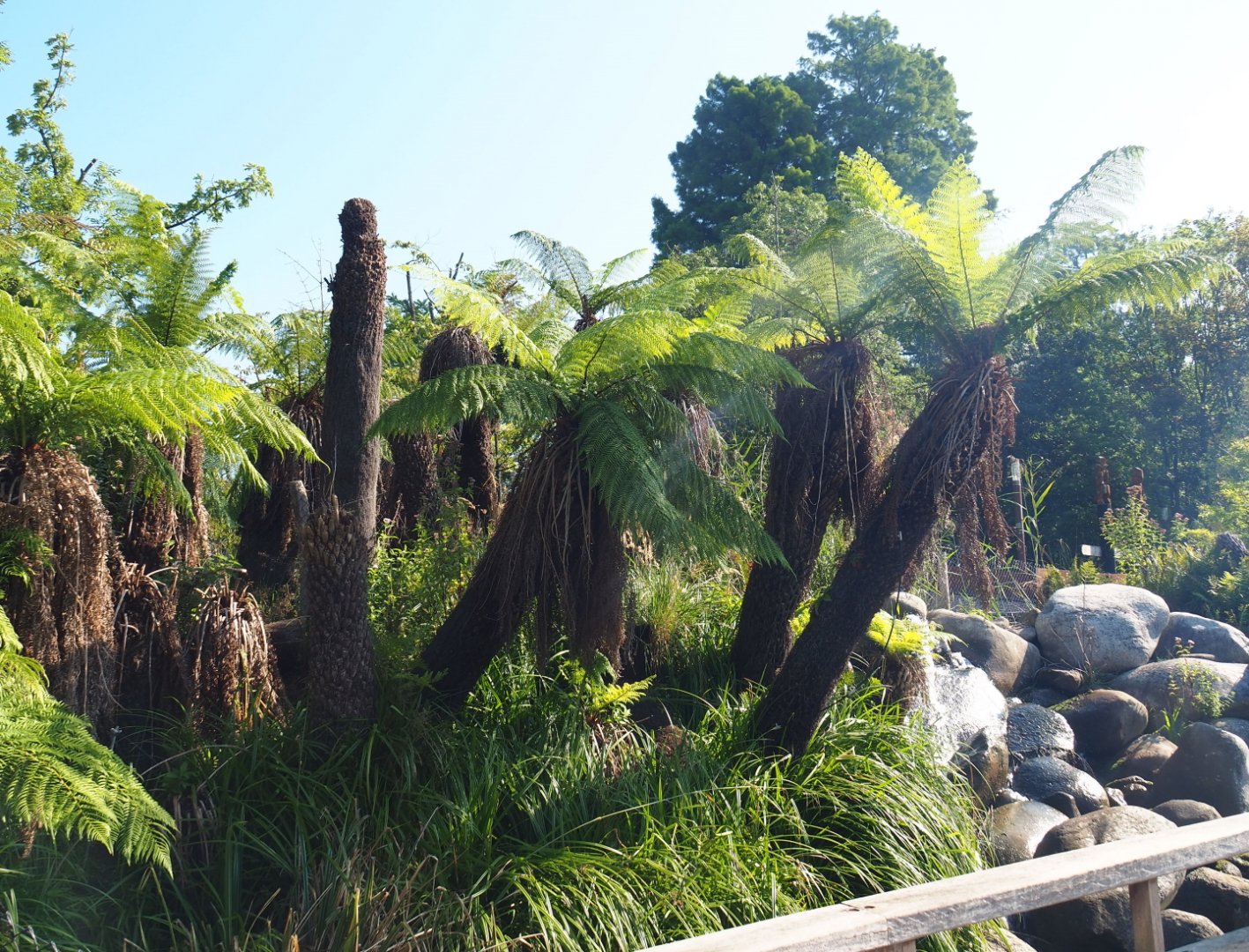 Area with Soft tree ferns (Dicksonia antarctica), 2021-09-03