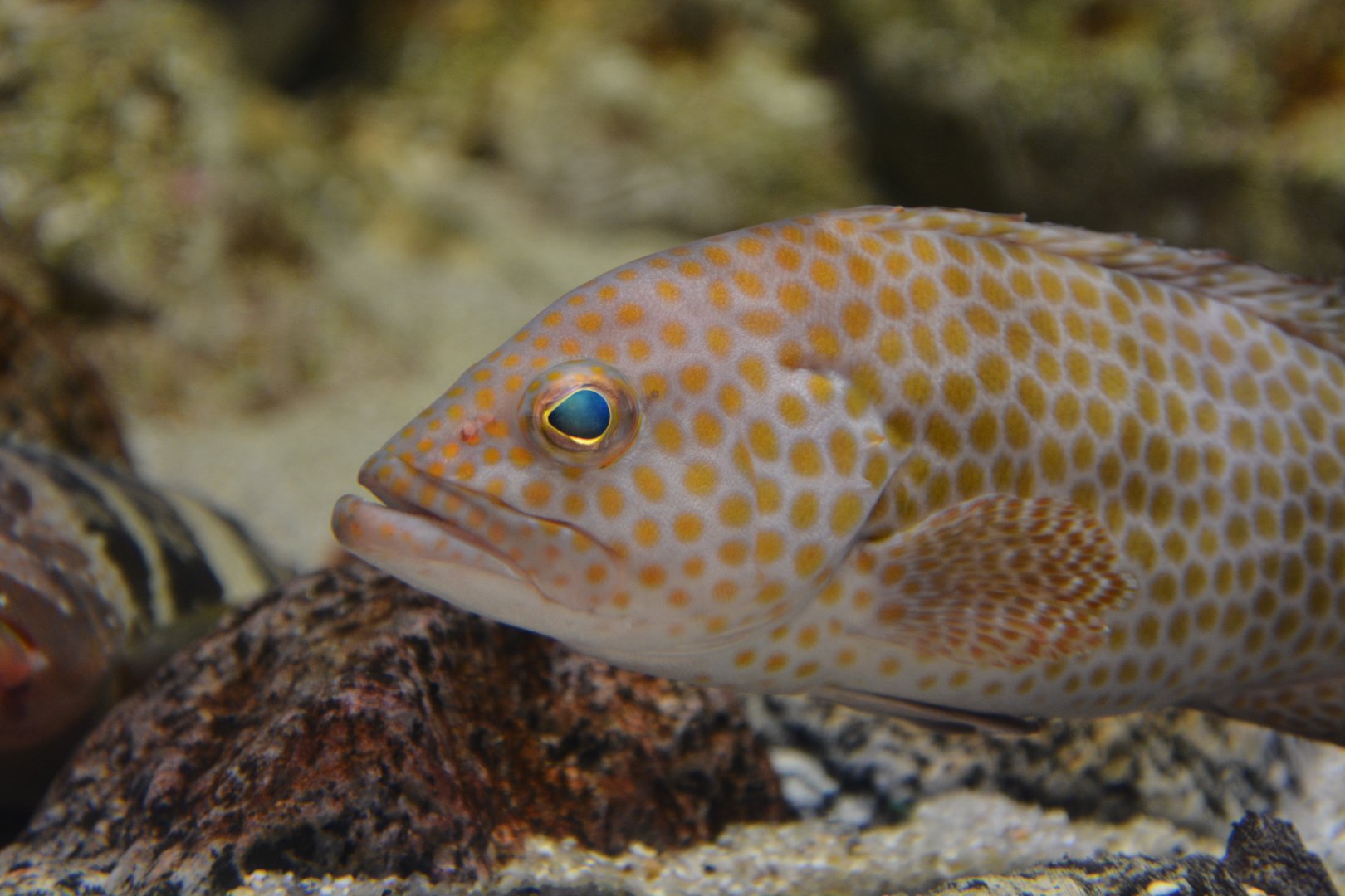 Areolate grouper (Epinephelus areolatus)