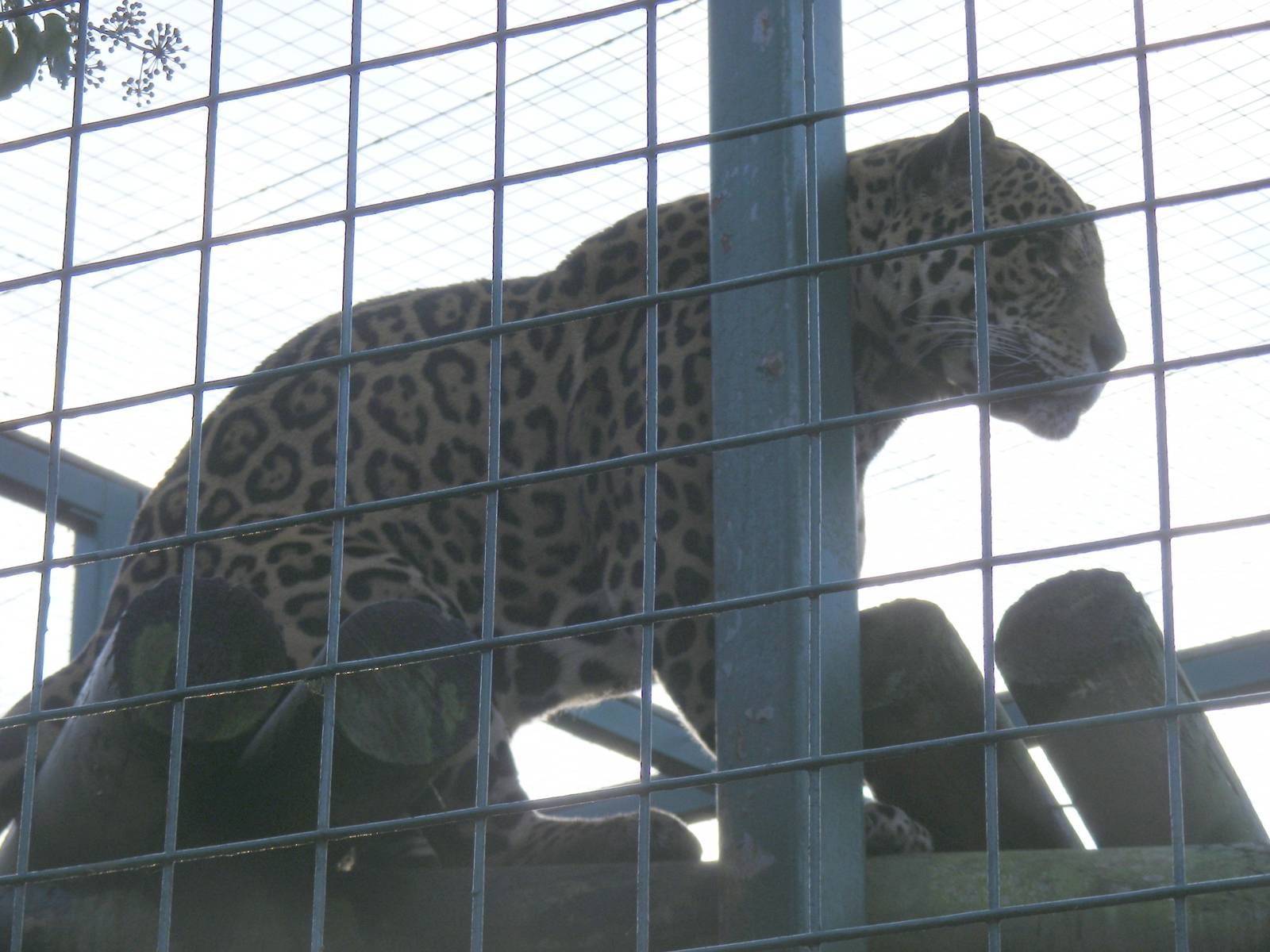 Ares the jaguar at Paradise Wildlife Park, 22 November 2009