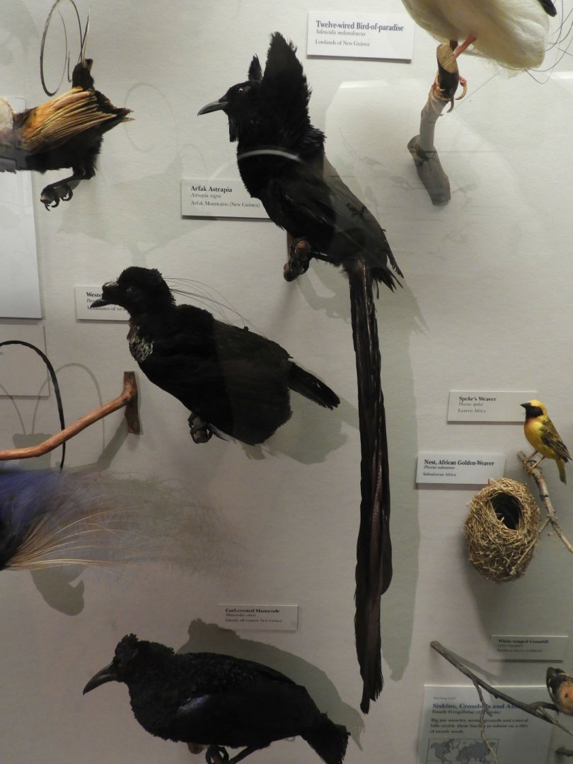 Arfak Astrapia (Astrapia nigra) taxidermy specimen