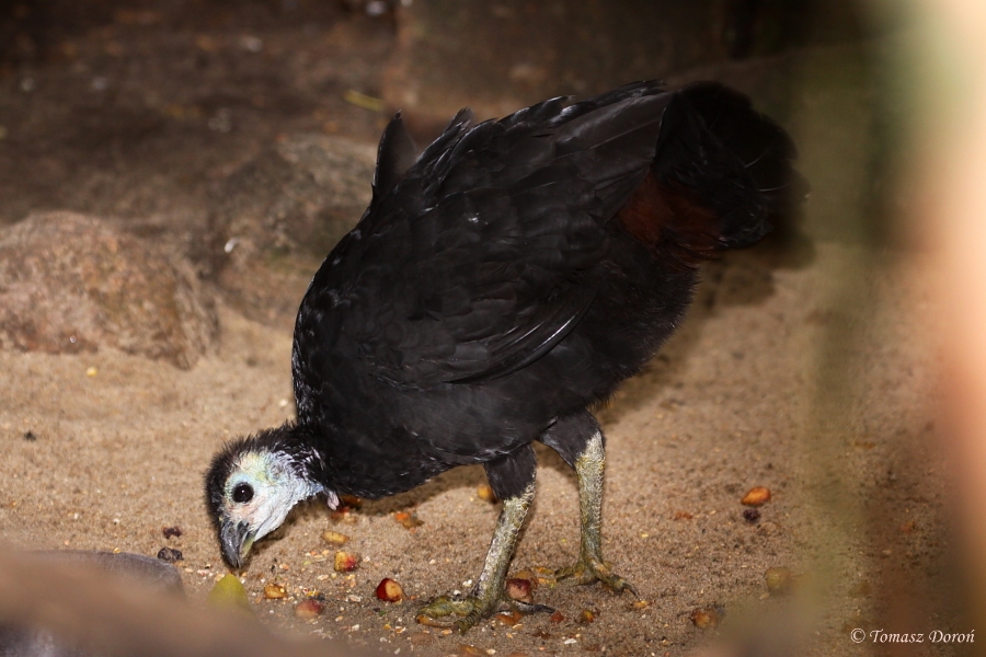 Arfak Brush-turkey (Aepypodius arfakianus arfakianus) July 2010