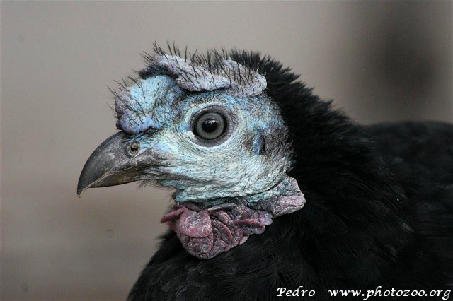 Arfak brush-turkey (Aepypodius arfakianus)