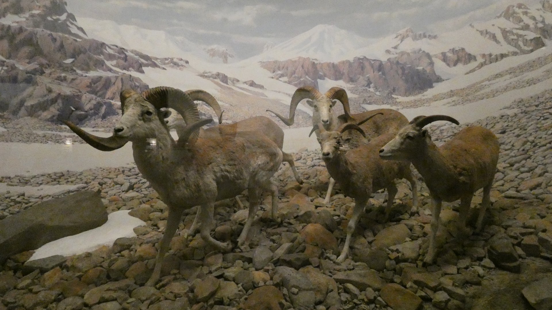 Argali, Hall of Asian Mammals - Feb. 2022