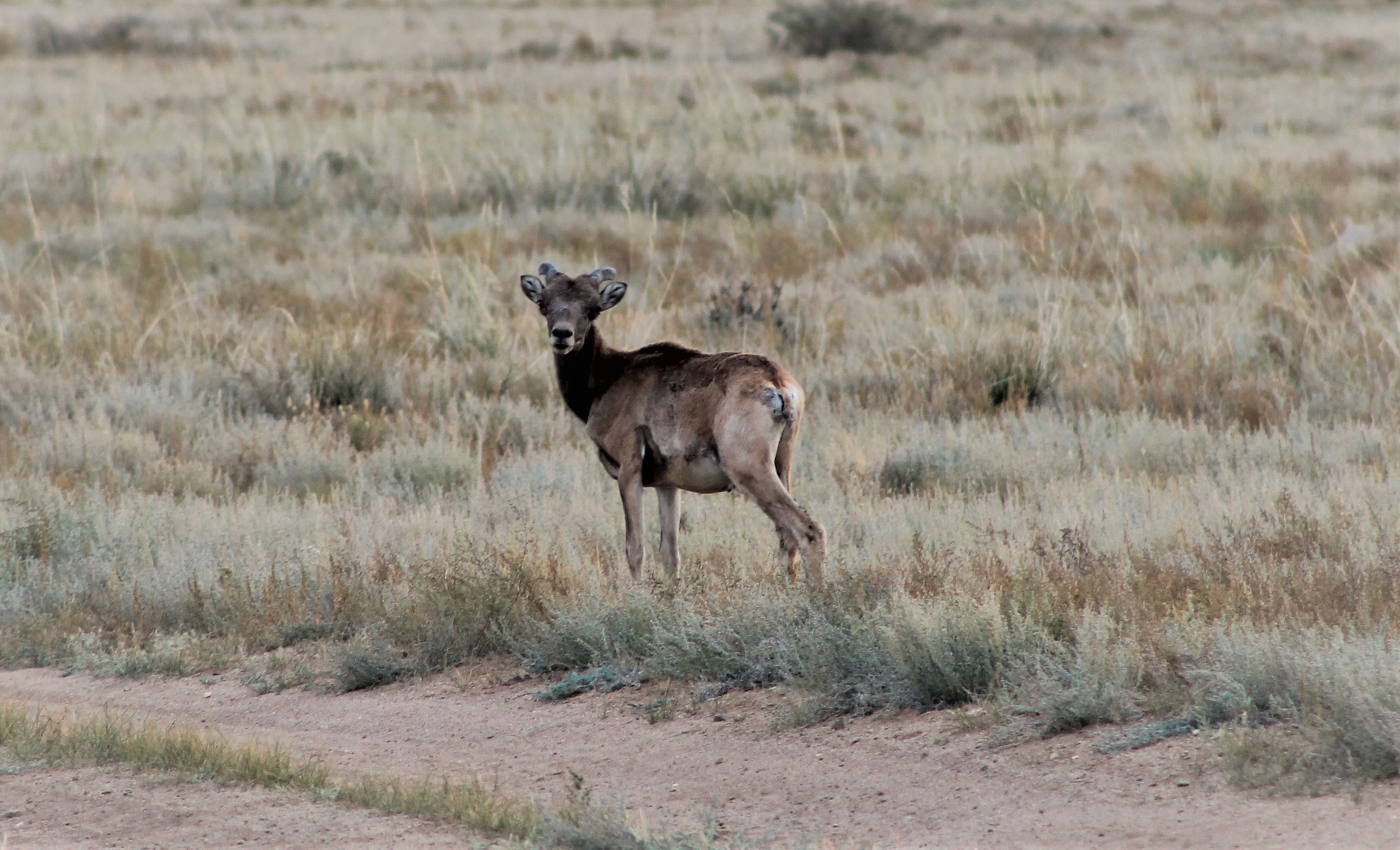 Argali (Ovis ammon darwini)