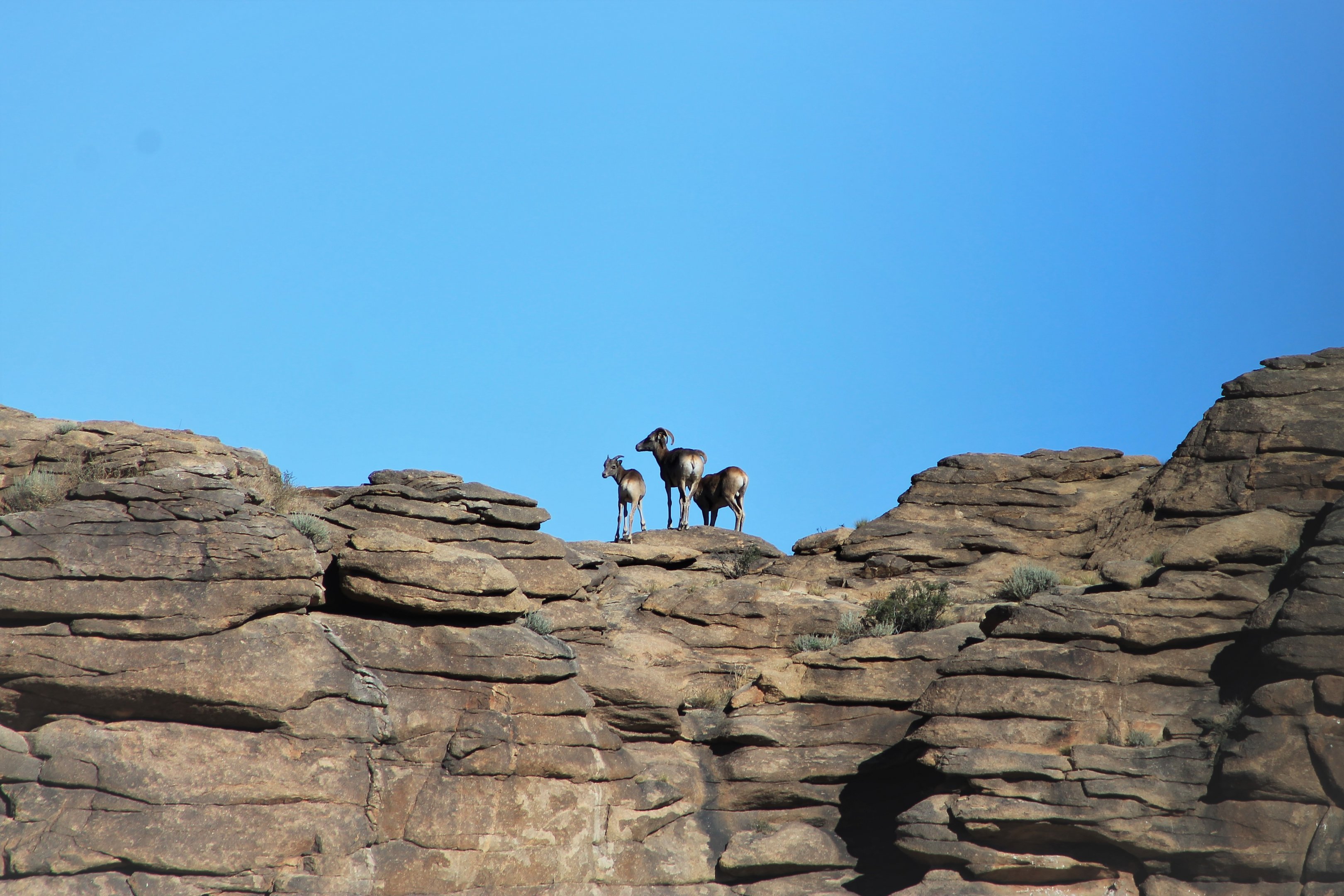 Argali (Ovis ammon darwini)