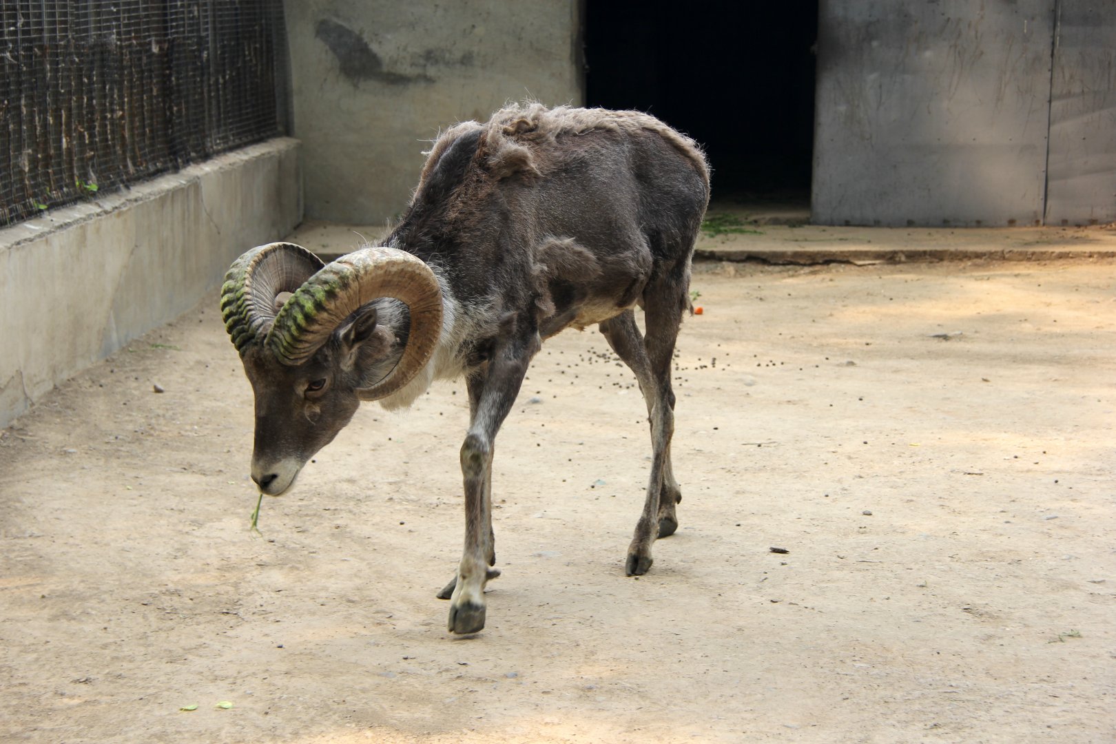 argali (Ovis ammon) ssp ID?
