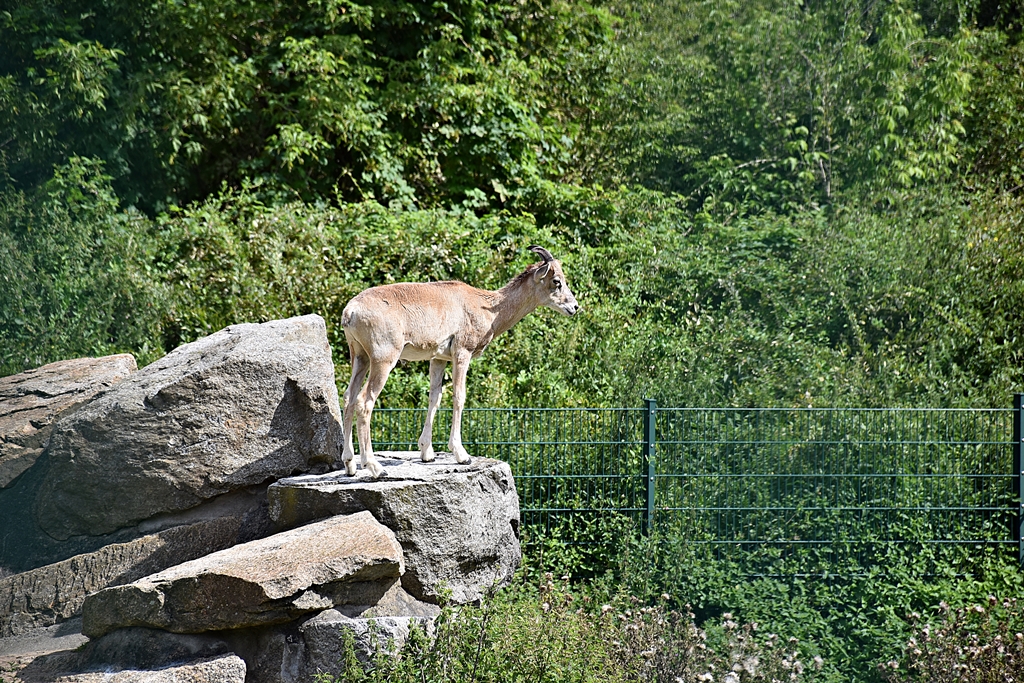 Argali
