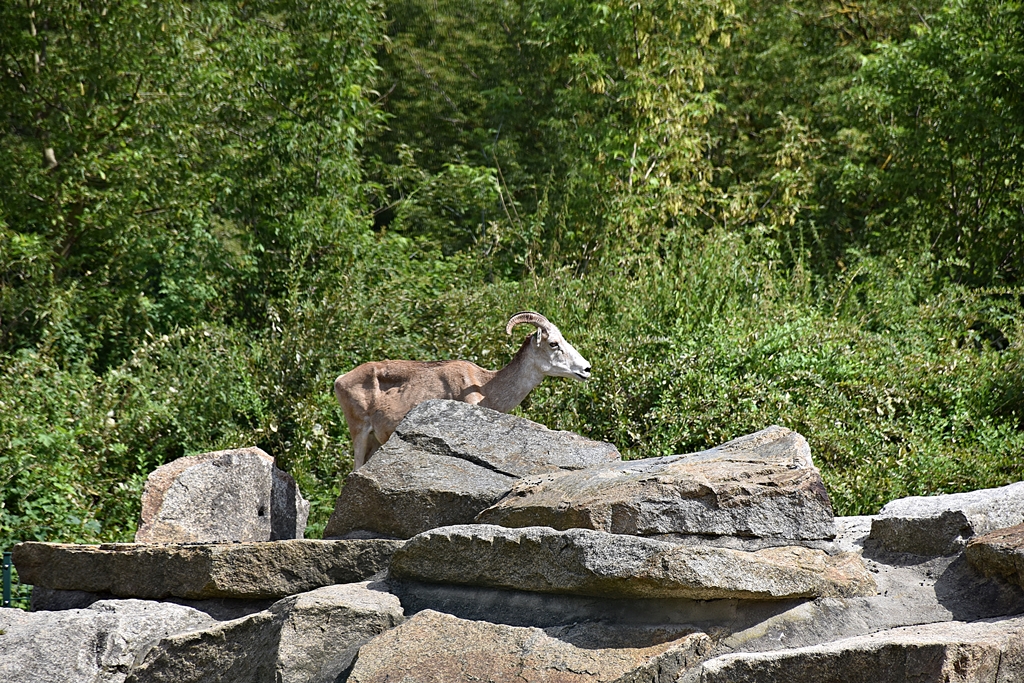 Argali