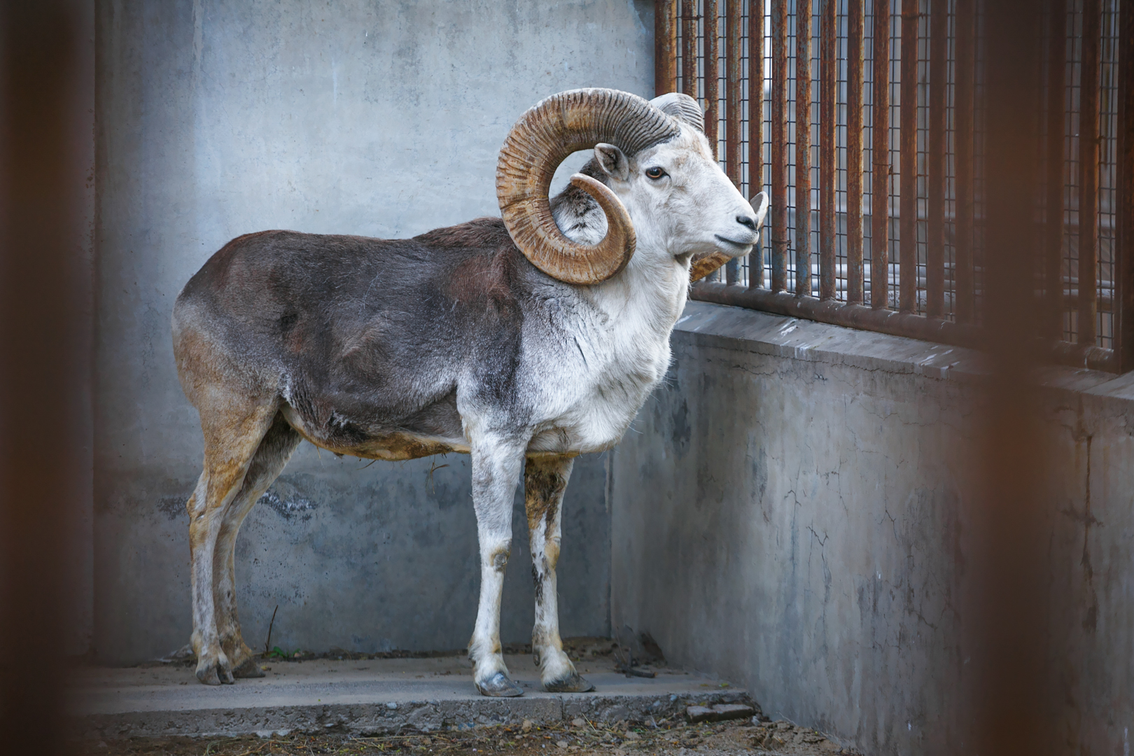 Argali