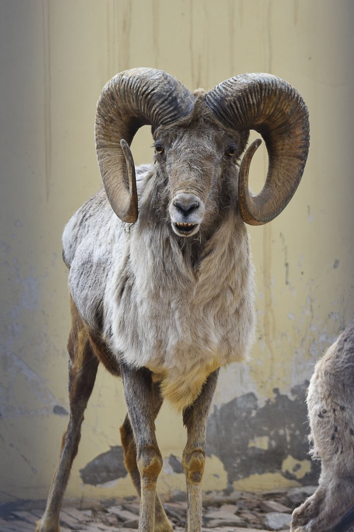 Argali