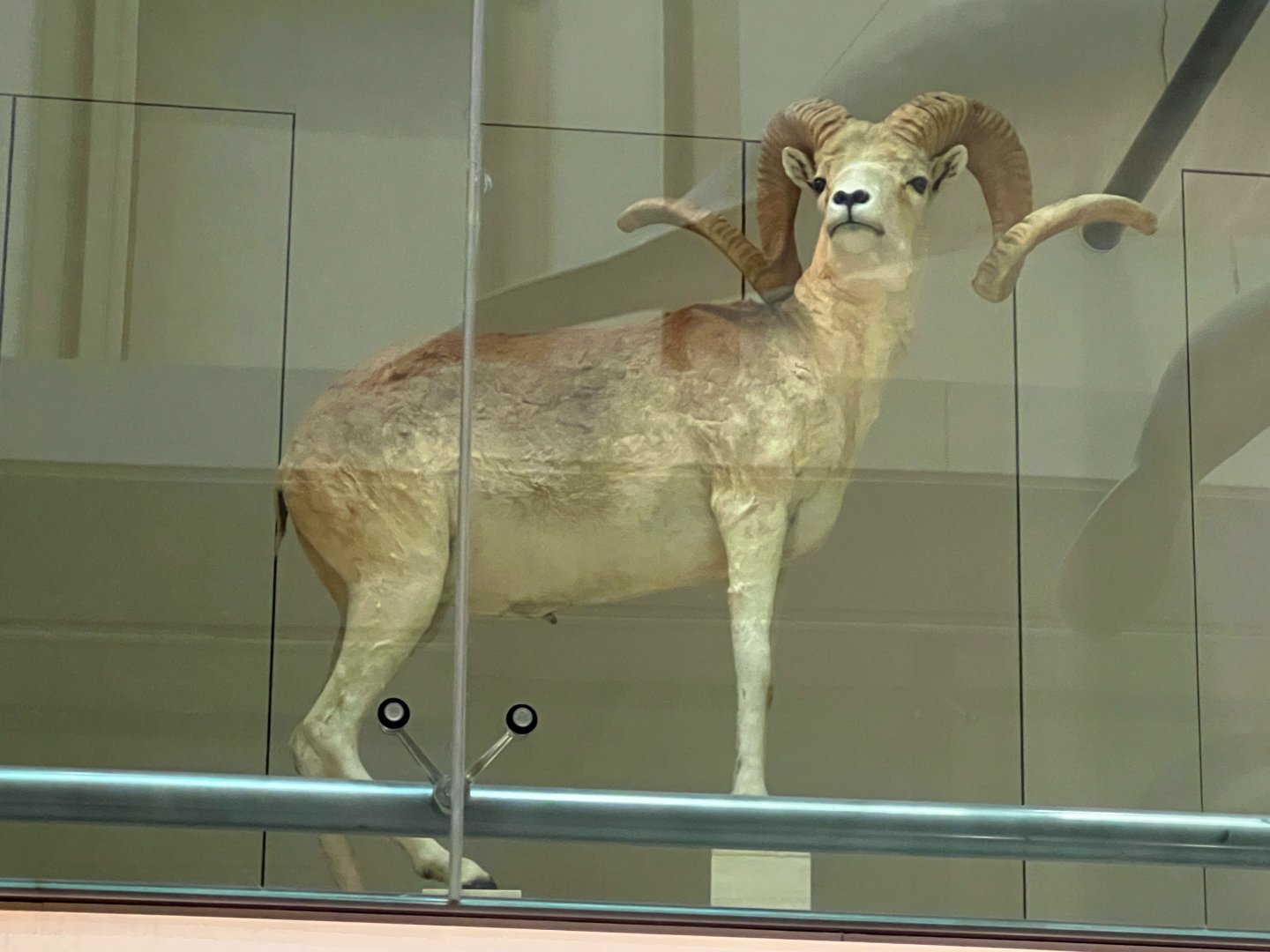 Argali