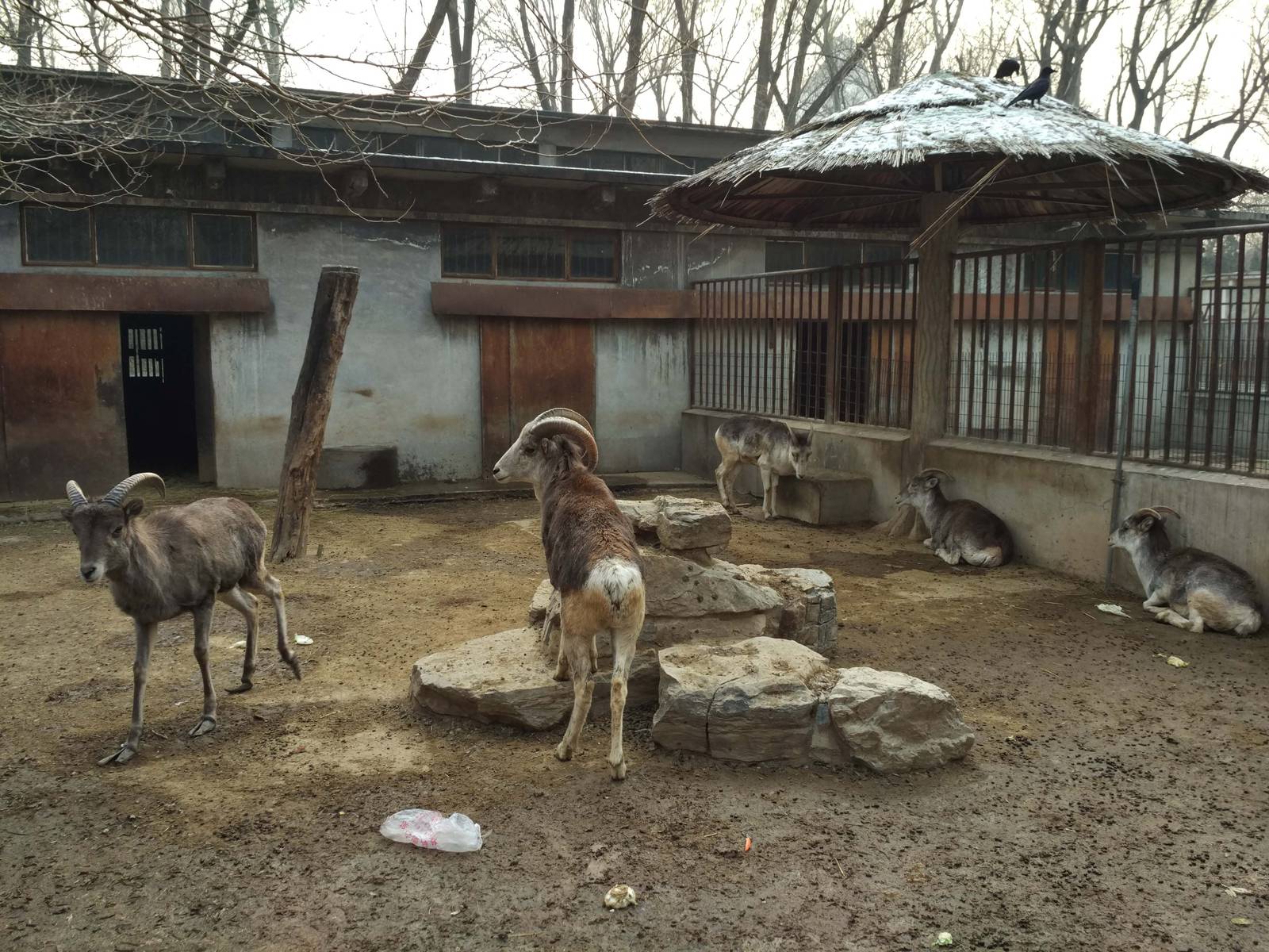 argalis of different subspecies