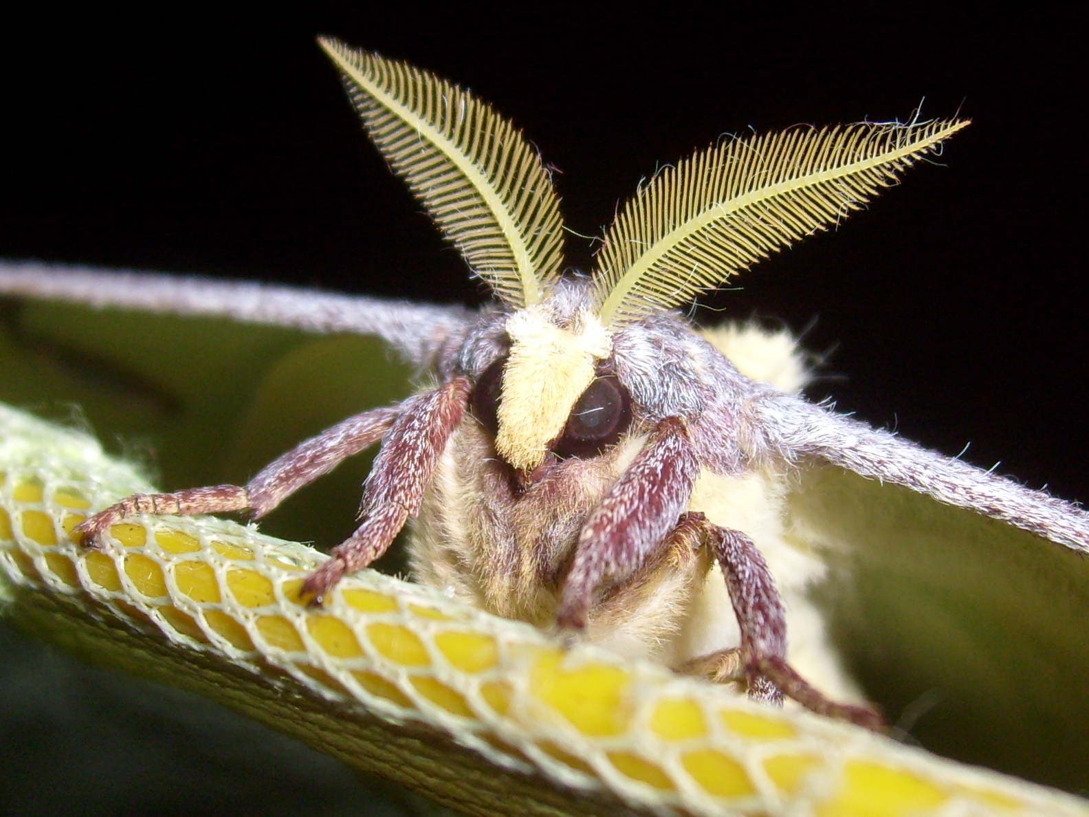 Argema mimosae, male