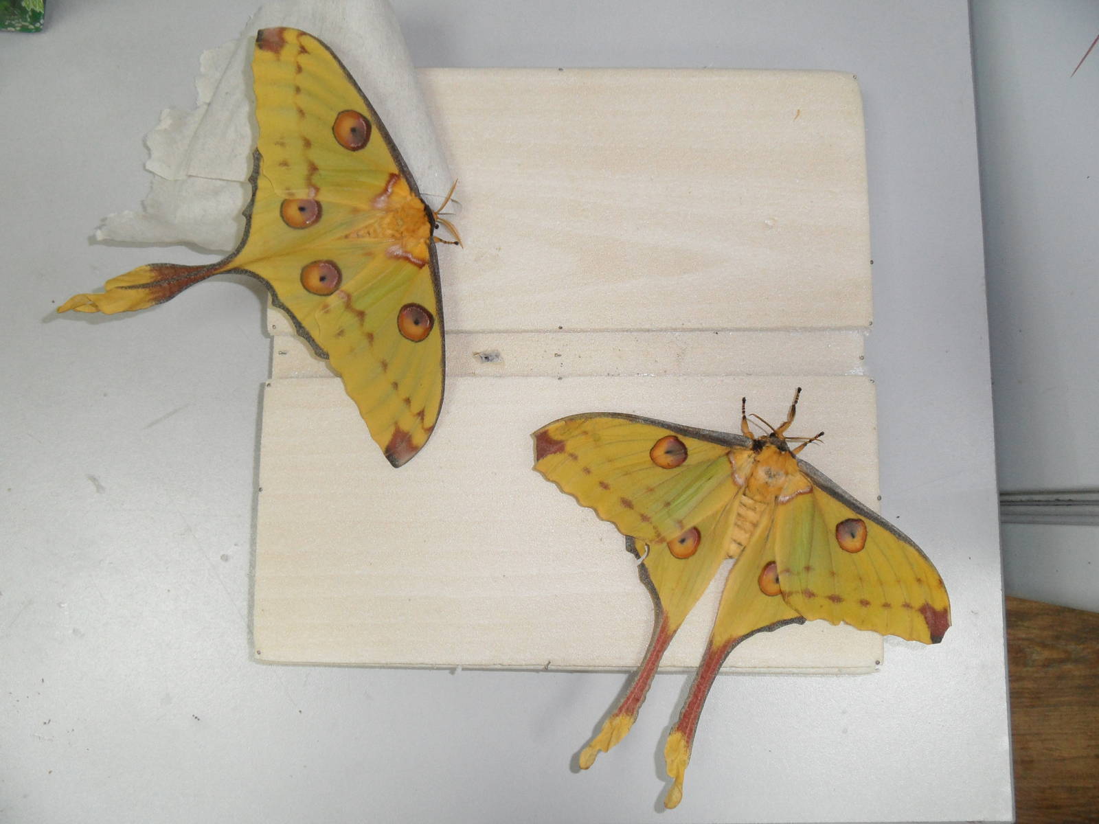 Argema mittrei females