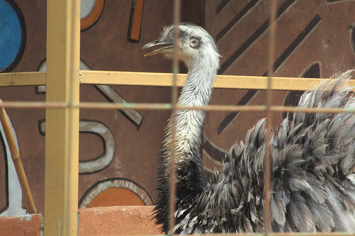 Argentian greater rhea  (Rhea americana albescens) - Drive Thru Park