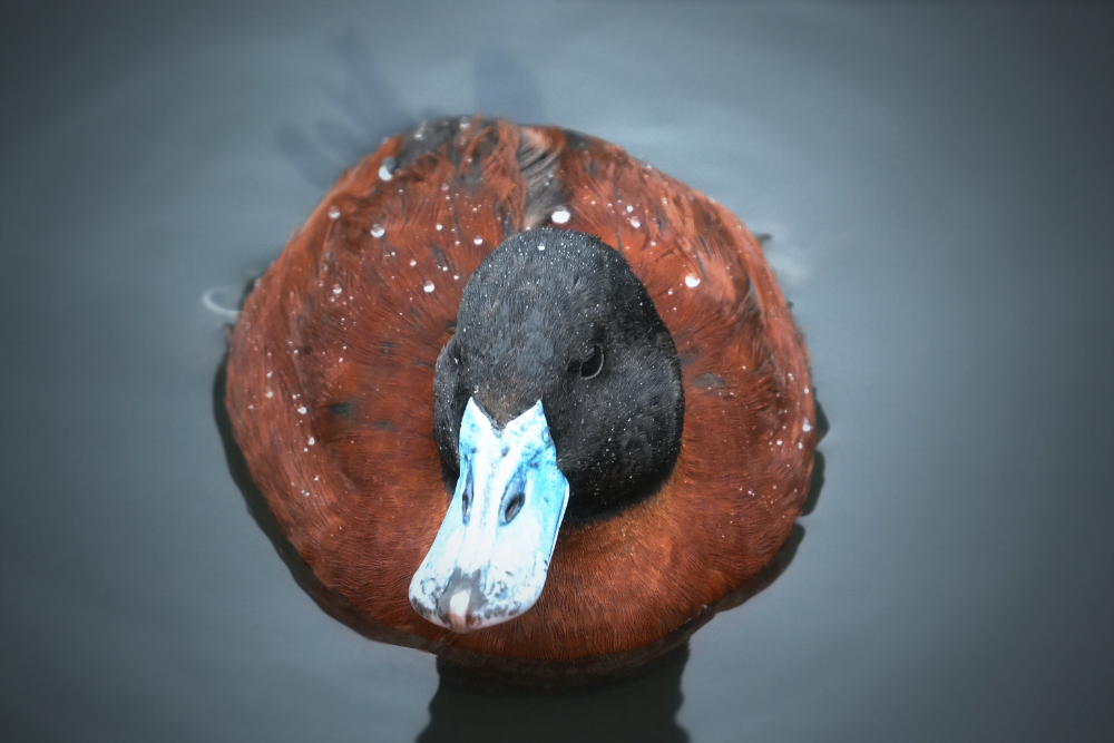 Argentina Ruddy duck?