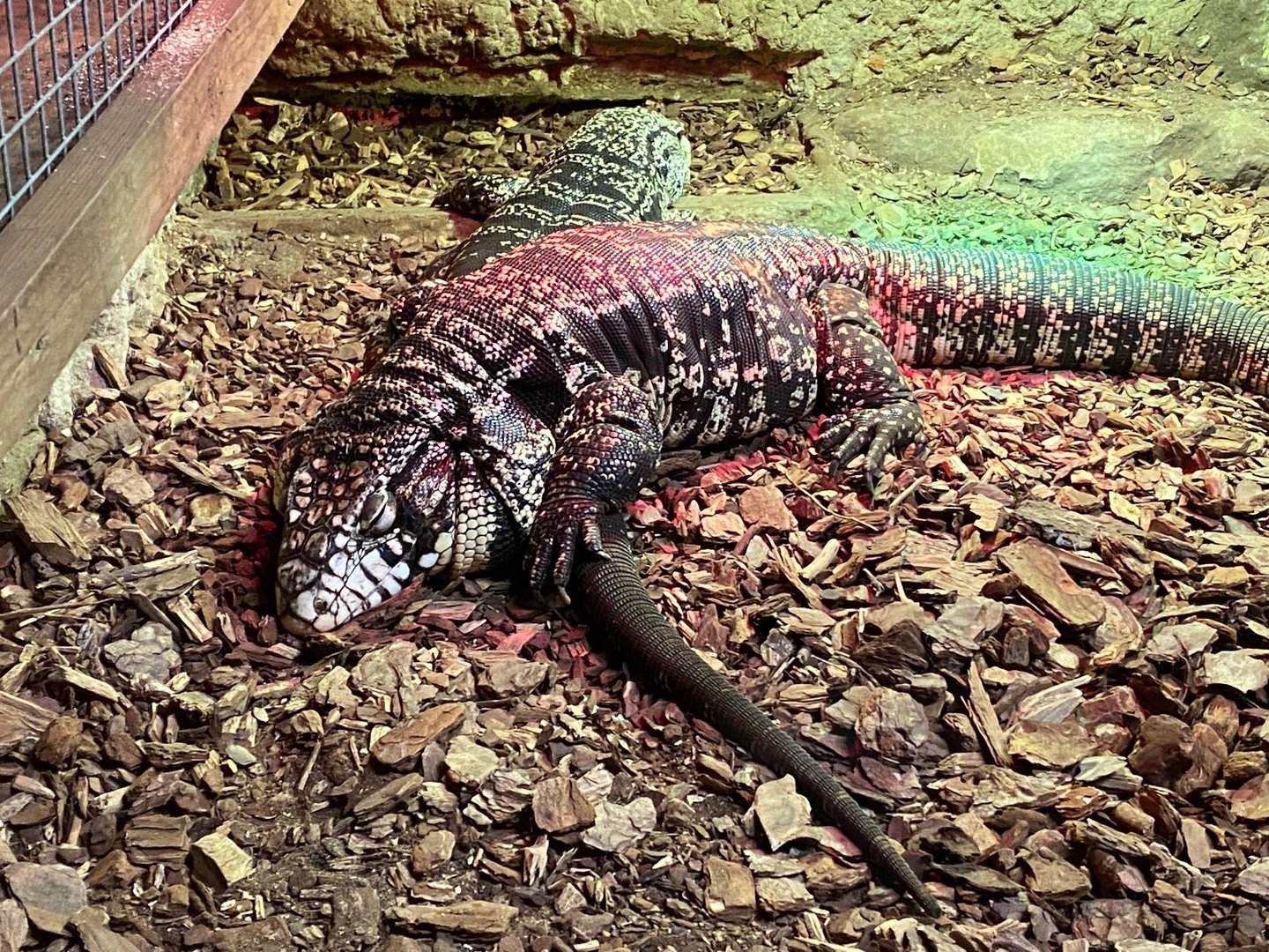 Argentine black and white tegu 140923