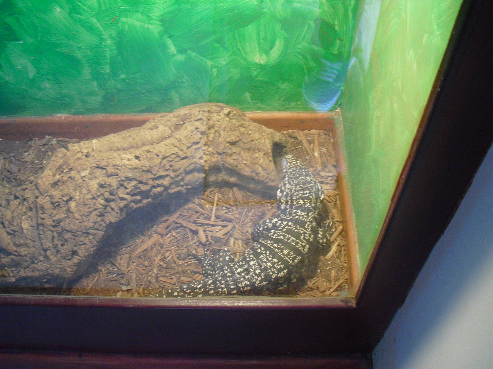 Argentine Black and White Tegu - 16/10/2011