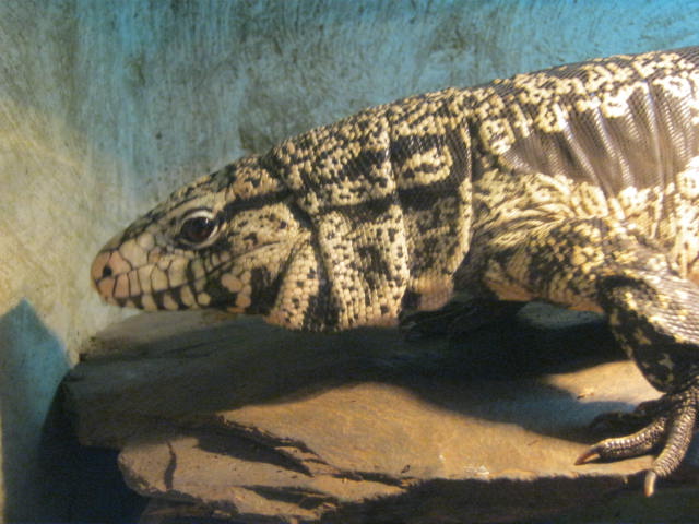 Argentine Black and white Tegu. 2016.
