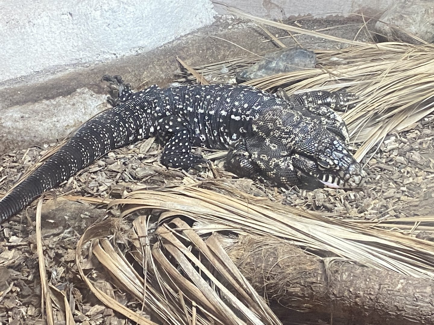 Argentine black and white tegu 280425