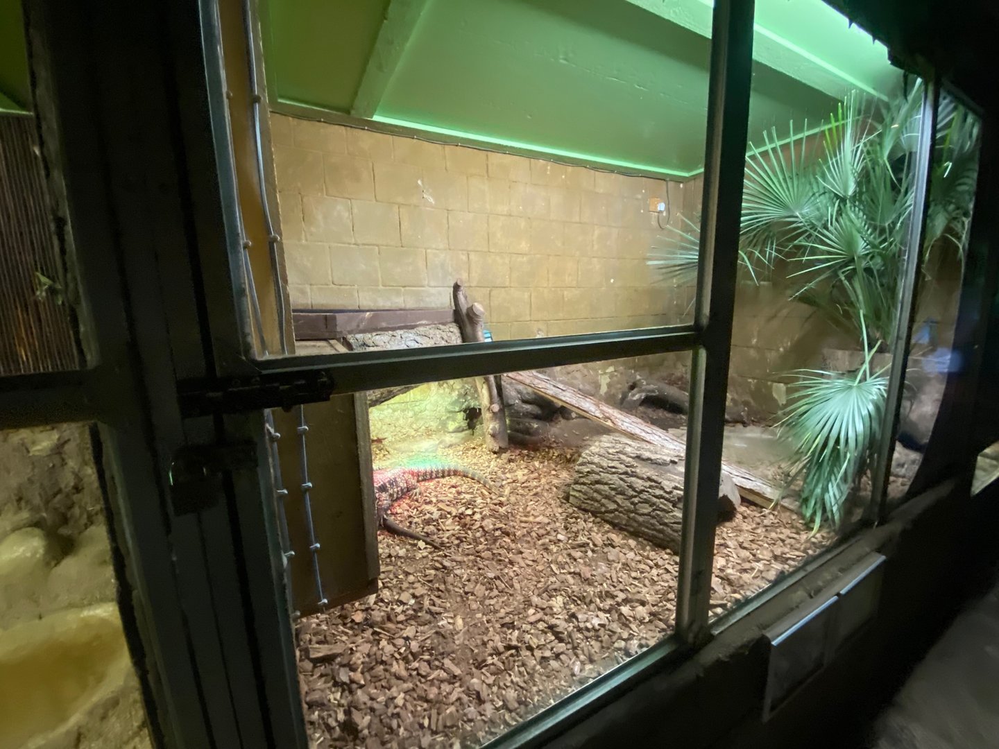 Argentine black and white tegu enclosure 140923