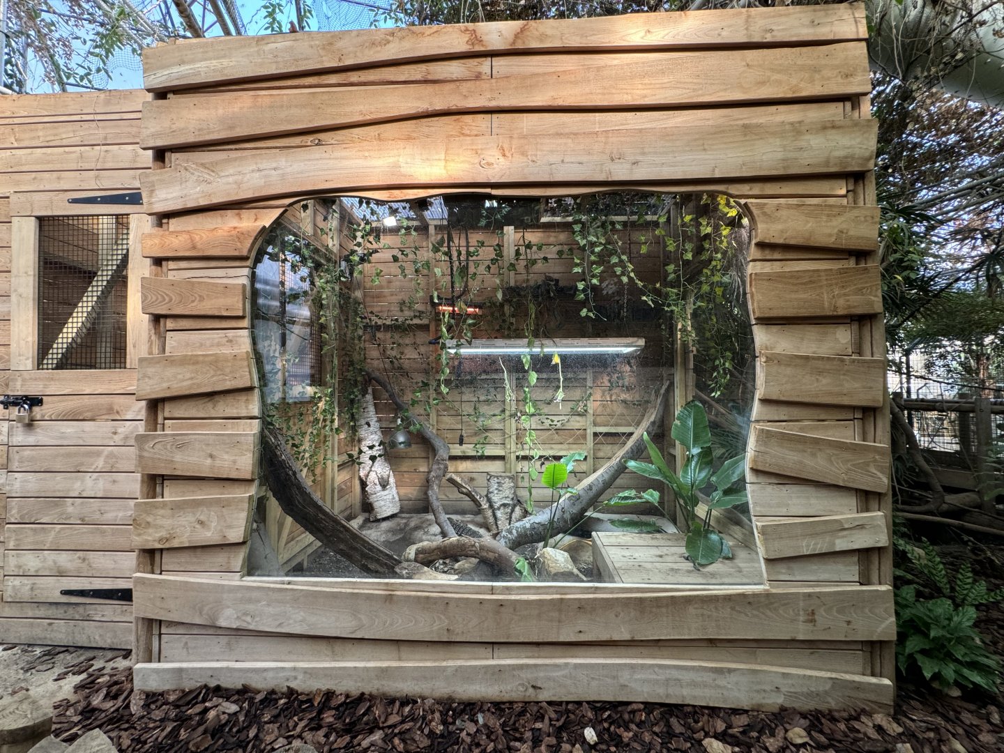 Argentine Black-and-White Tegu Enclosure at Tropical World (October 2024)