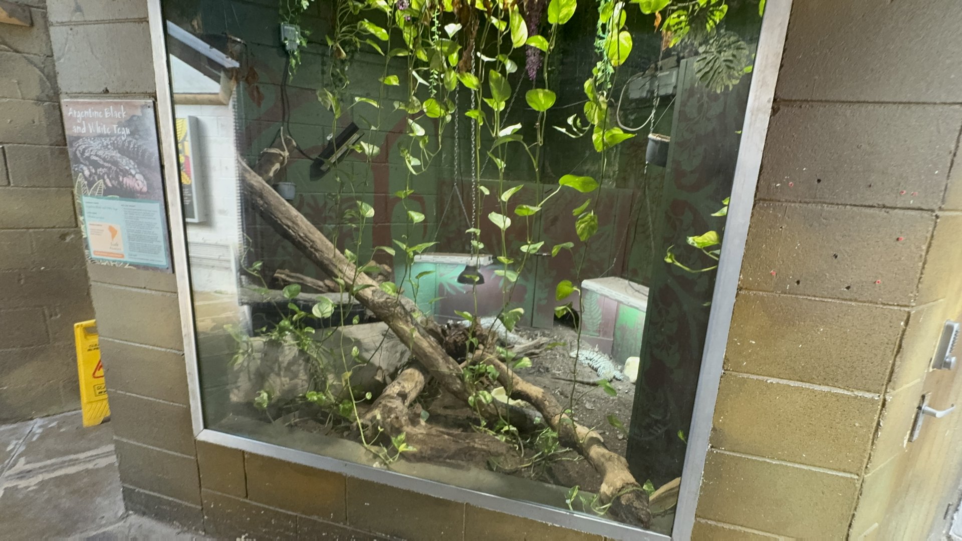 Argentine Black-and-White Tegu Enclosure at Tropical World (October 2024)