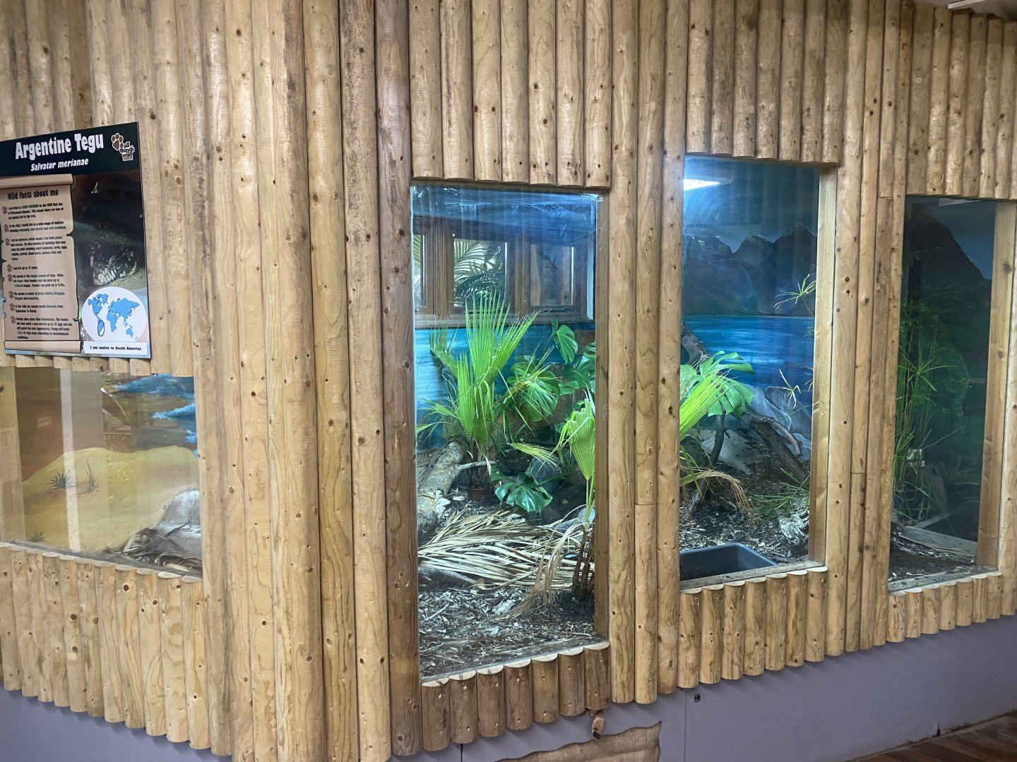 Argentine black-and-white tegu exhibit 040824