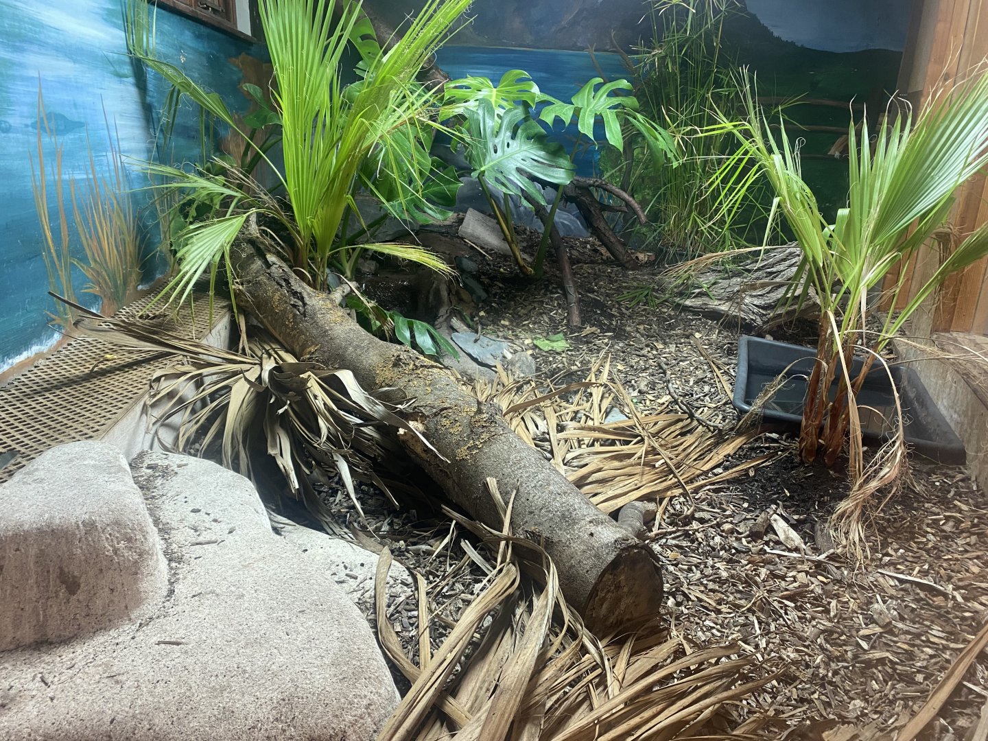Argentine black-and-white tegu exhibit 040824