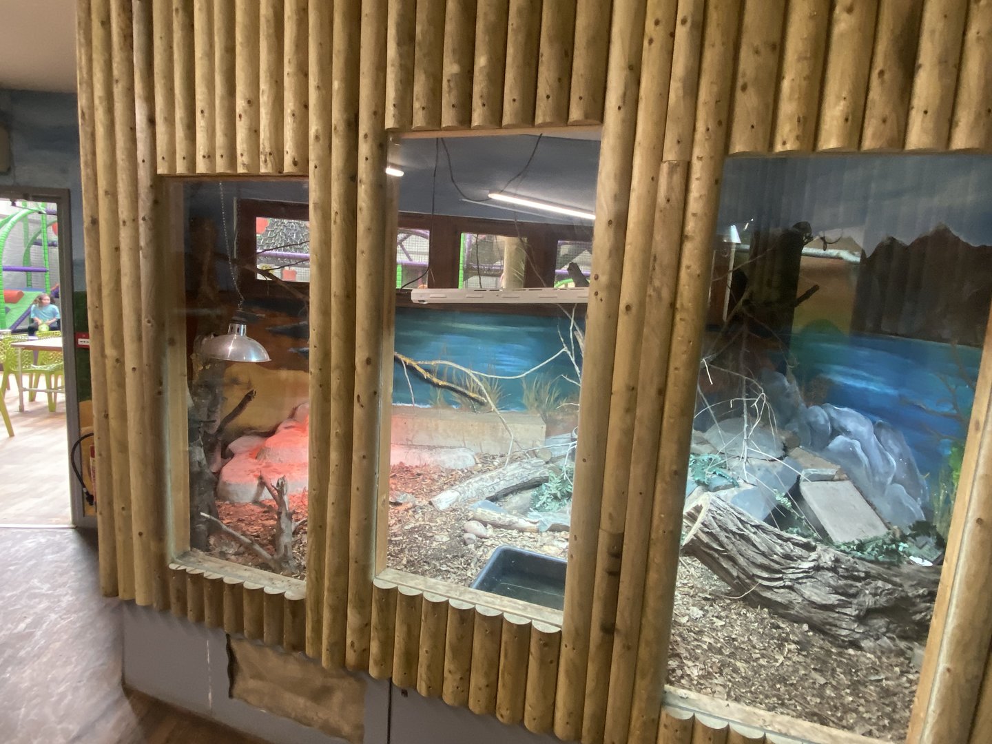 Argentine black and white tegu exhibit 150723