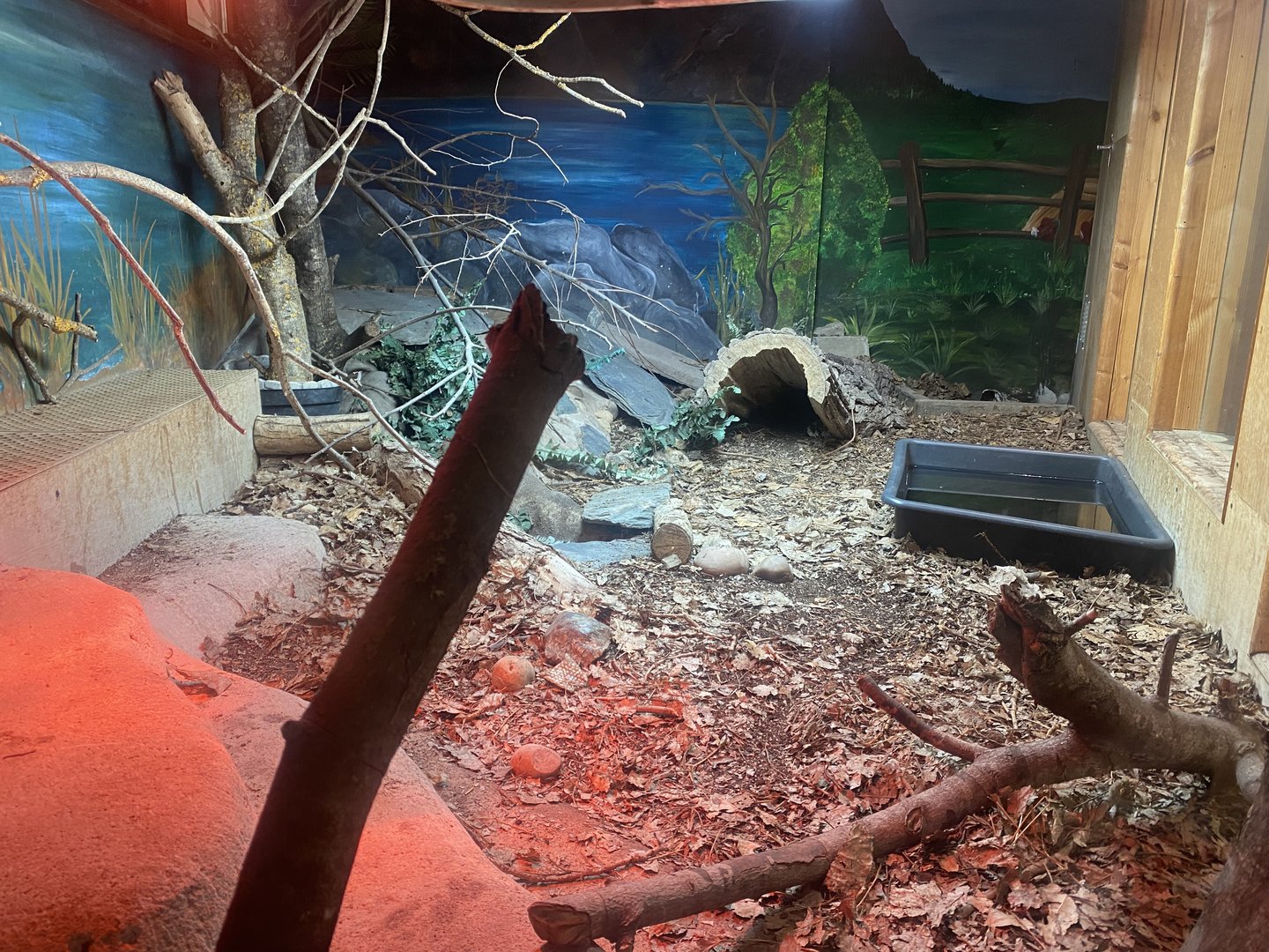 Argentine black and white tegu exhibit 150723