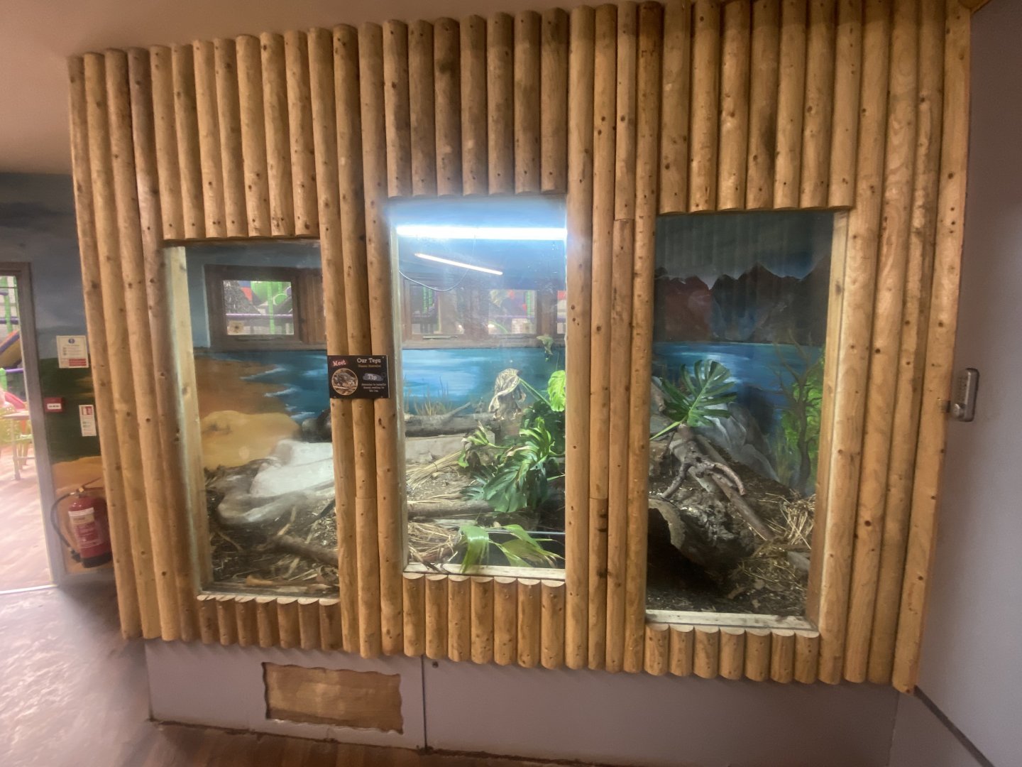 Argentine black and white tegu exhibit 280425