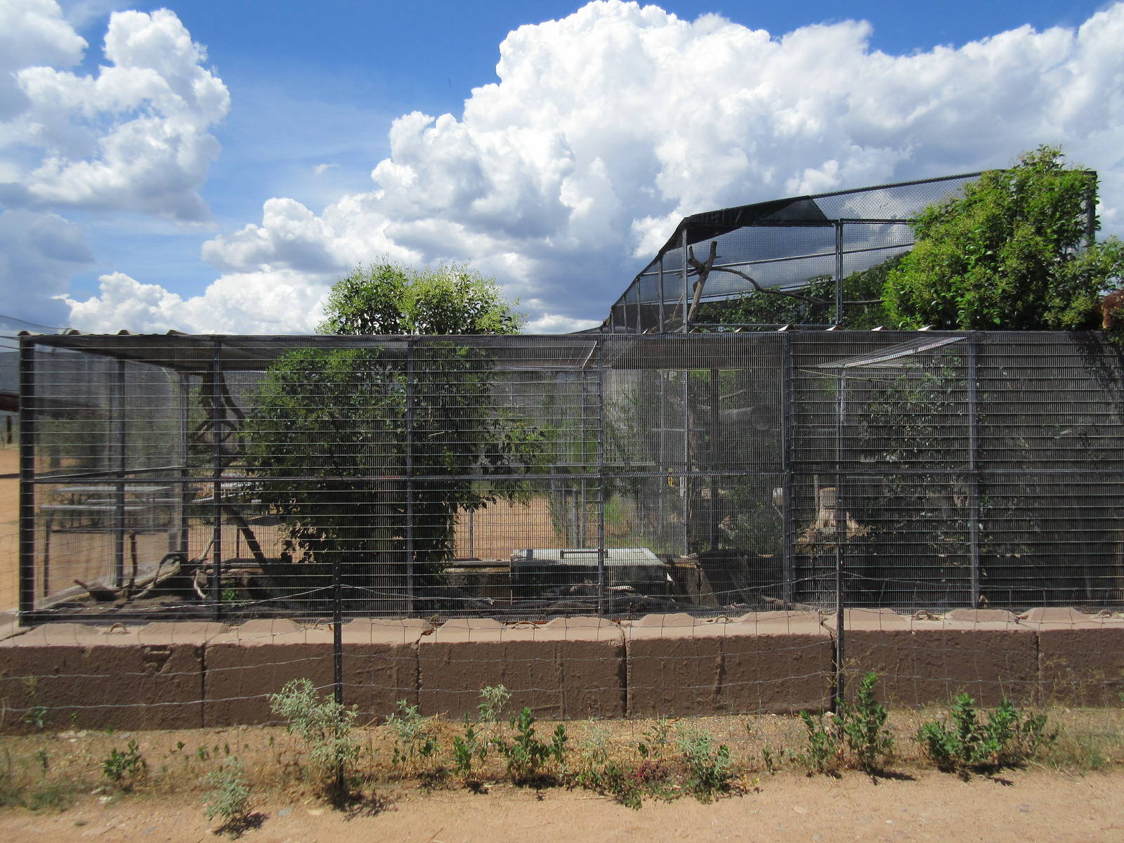 Argentine Black-and-White Tegu Exhibit