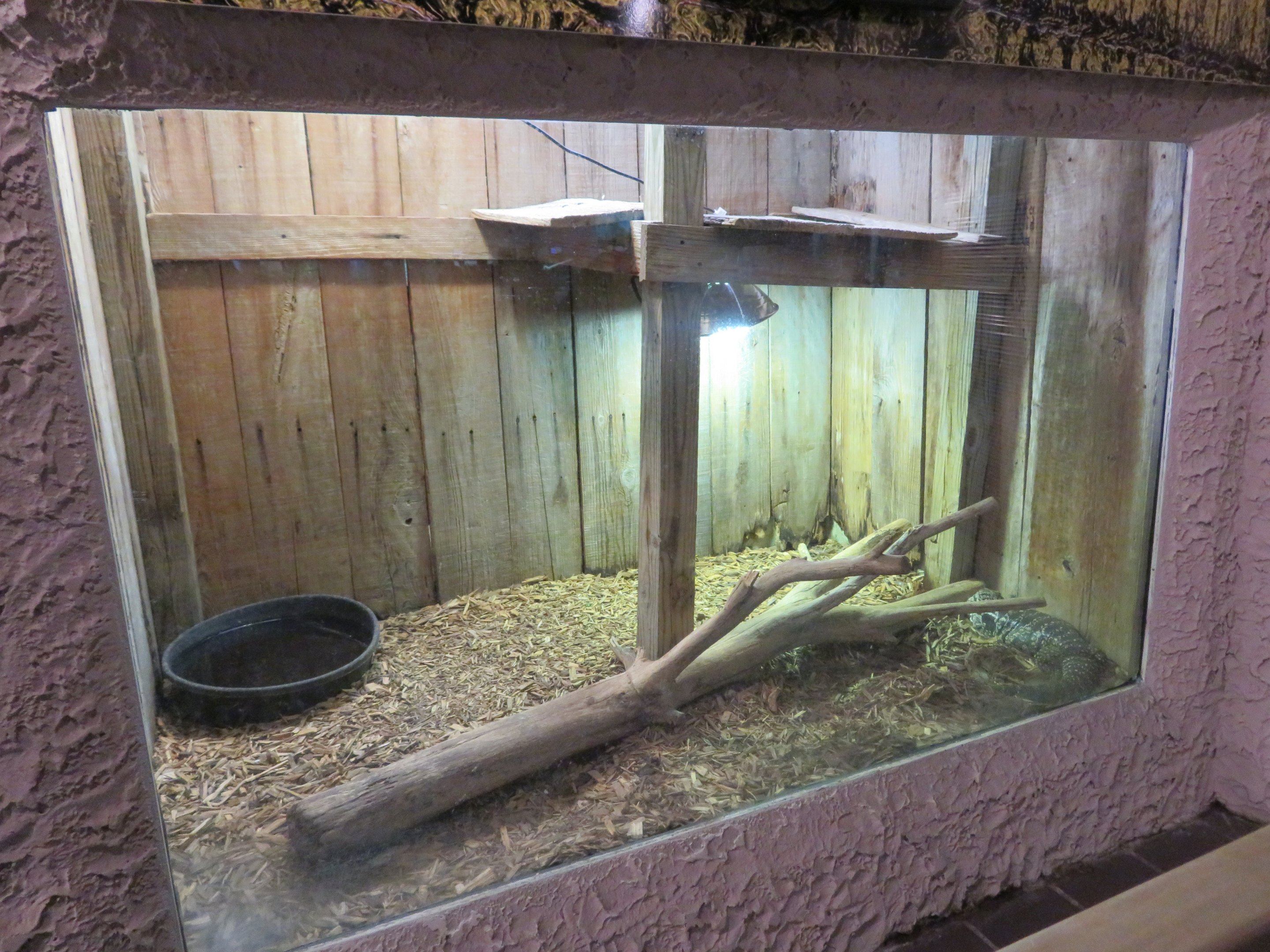 Argentine Black-and-white Tegu Exhibit