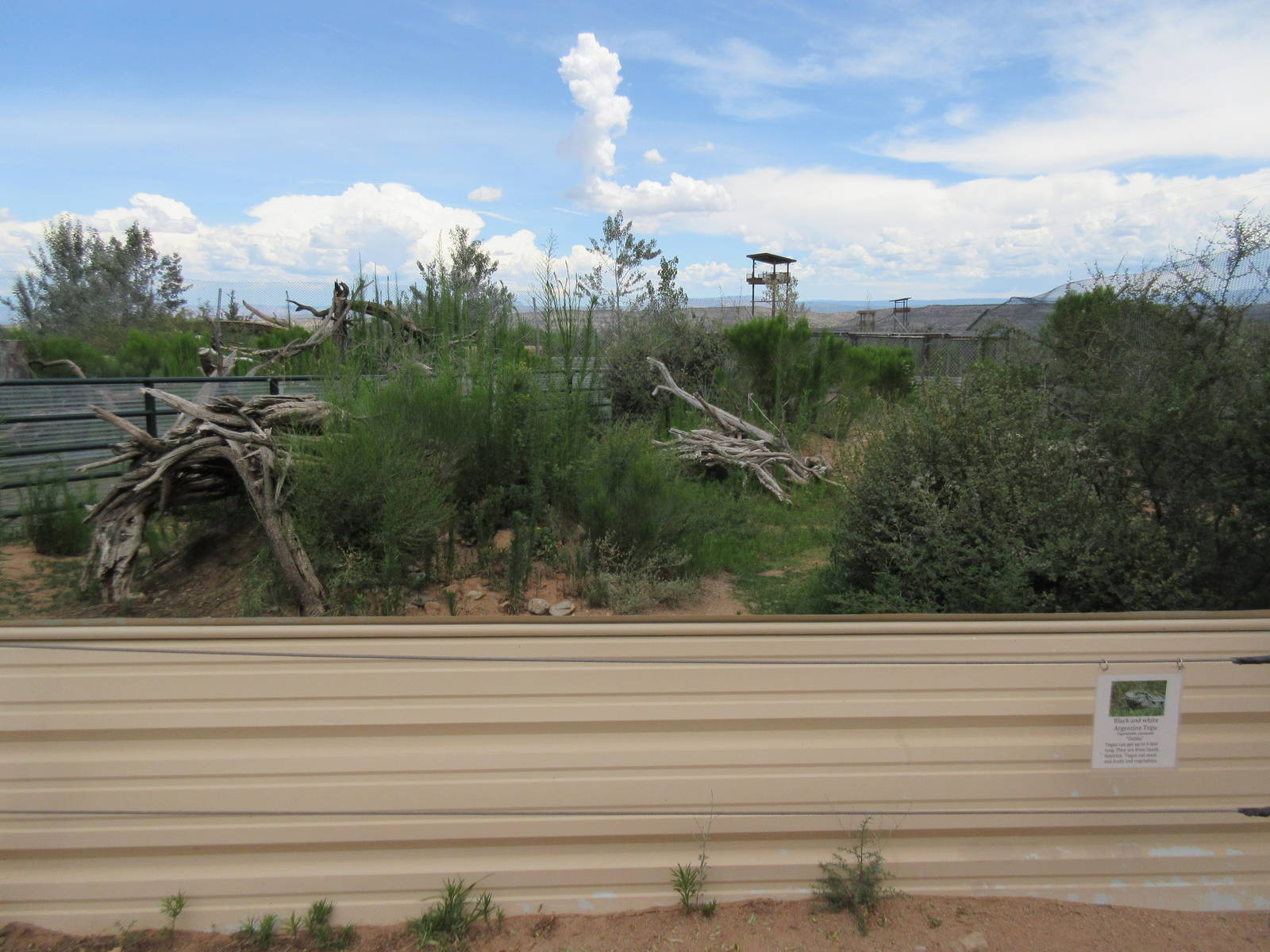 Argentine Black-and-White Tegu/Green Iguana Exhibit - enormous!