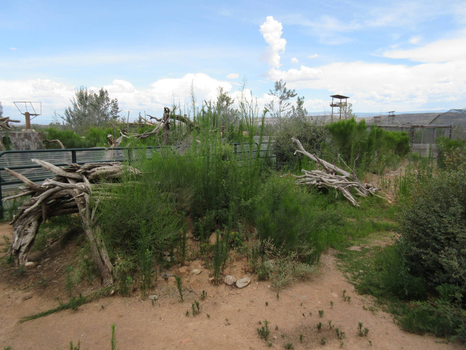 Argentine Black-and-White Tegu/Green Iguana Exhibit - enormous!