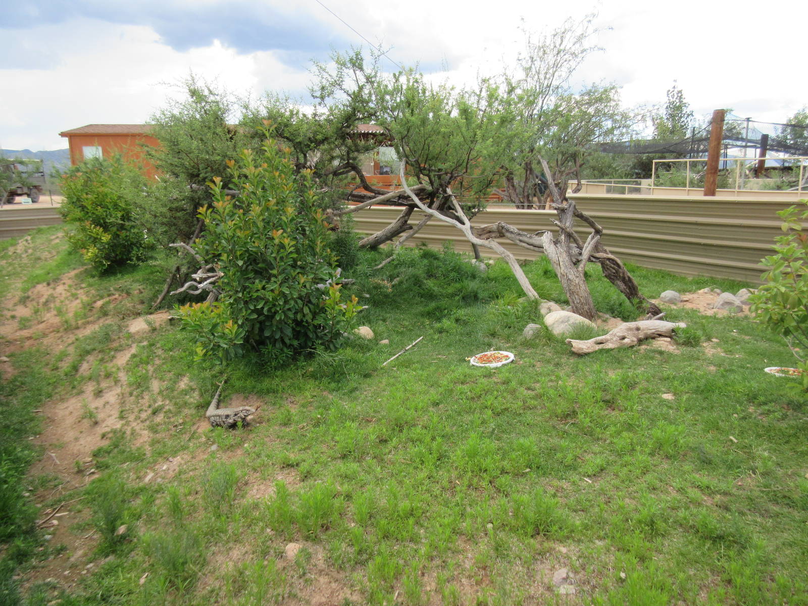 Argentine Black-and-White Tegu/Green Iguana Exhibit - see the tegu?