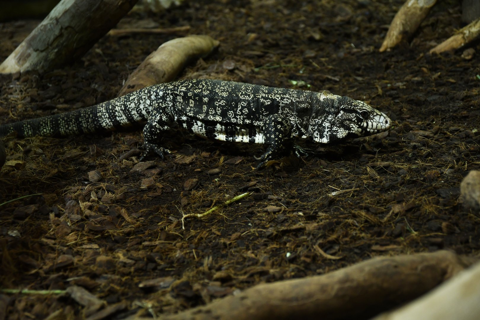 Argentine black and white tegu (Saltator merianae)