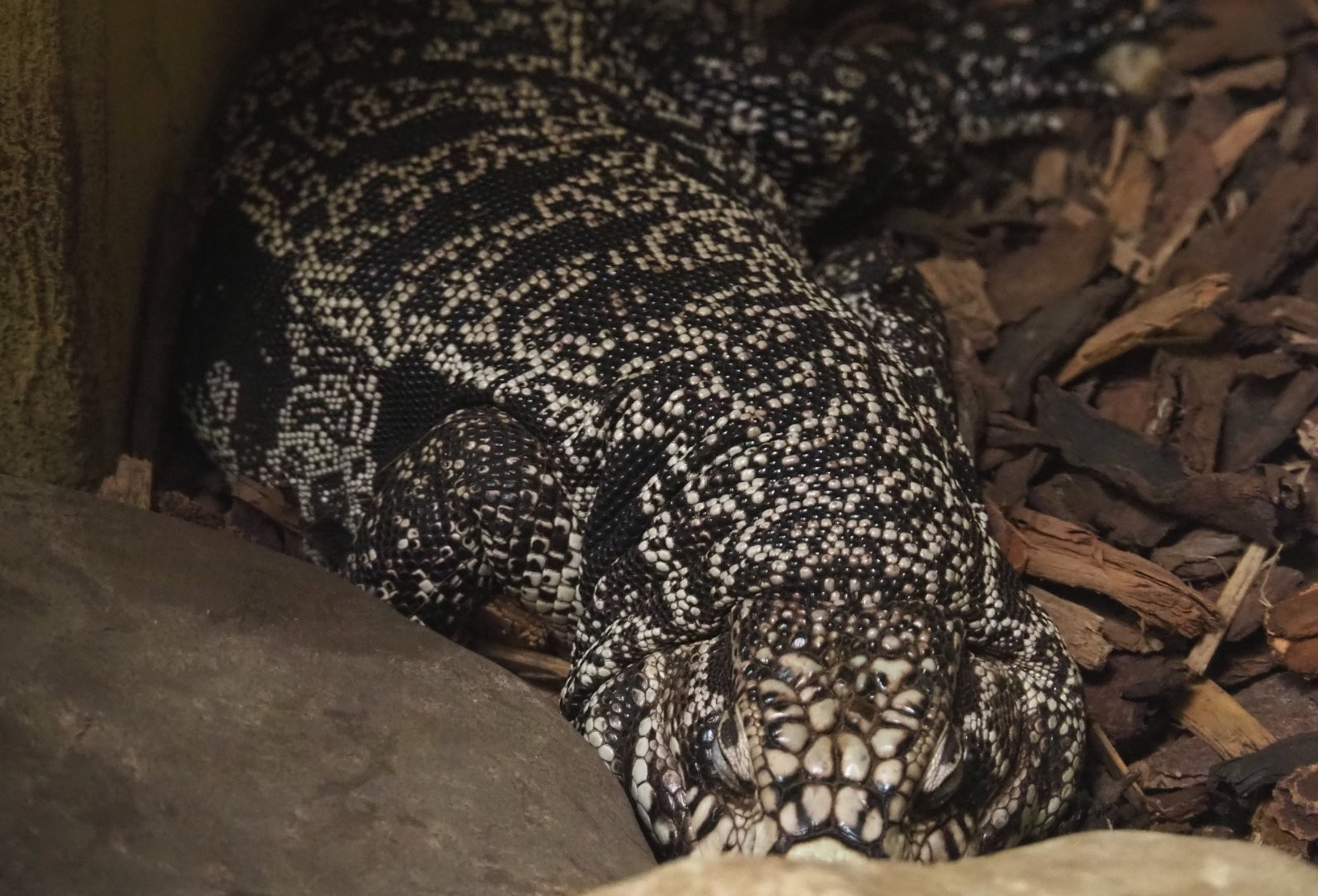 Argentine black and white tegu (Salvator merianae), 2020-09-12