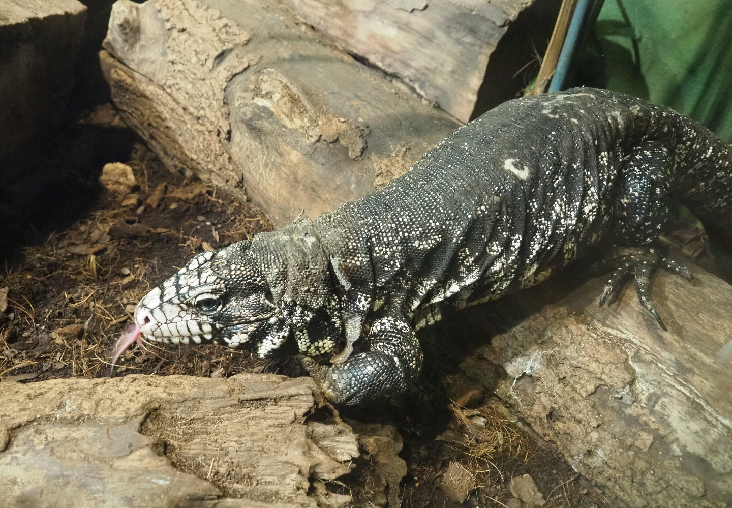Argentine black and white tegu (Salvator merianae), 2022-09-14