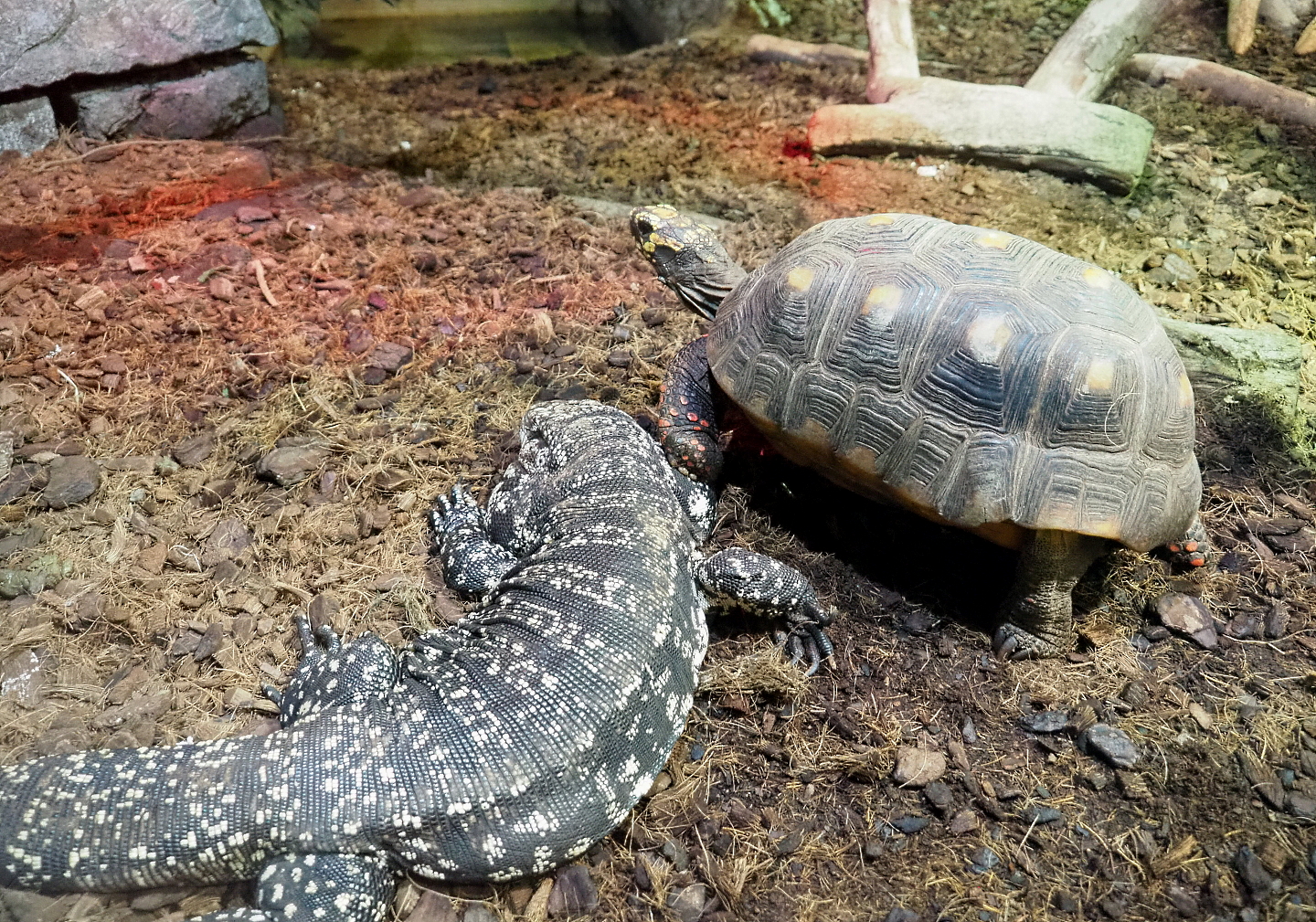 Argentine black and white tegu (Salvator merianae) and Red-footed tortoise (Chelonoidis carbonarius), 2021-09-03