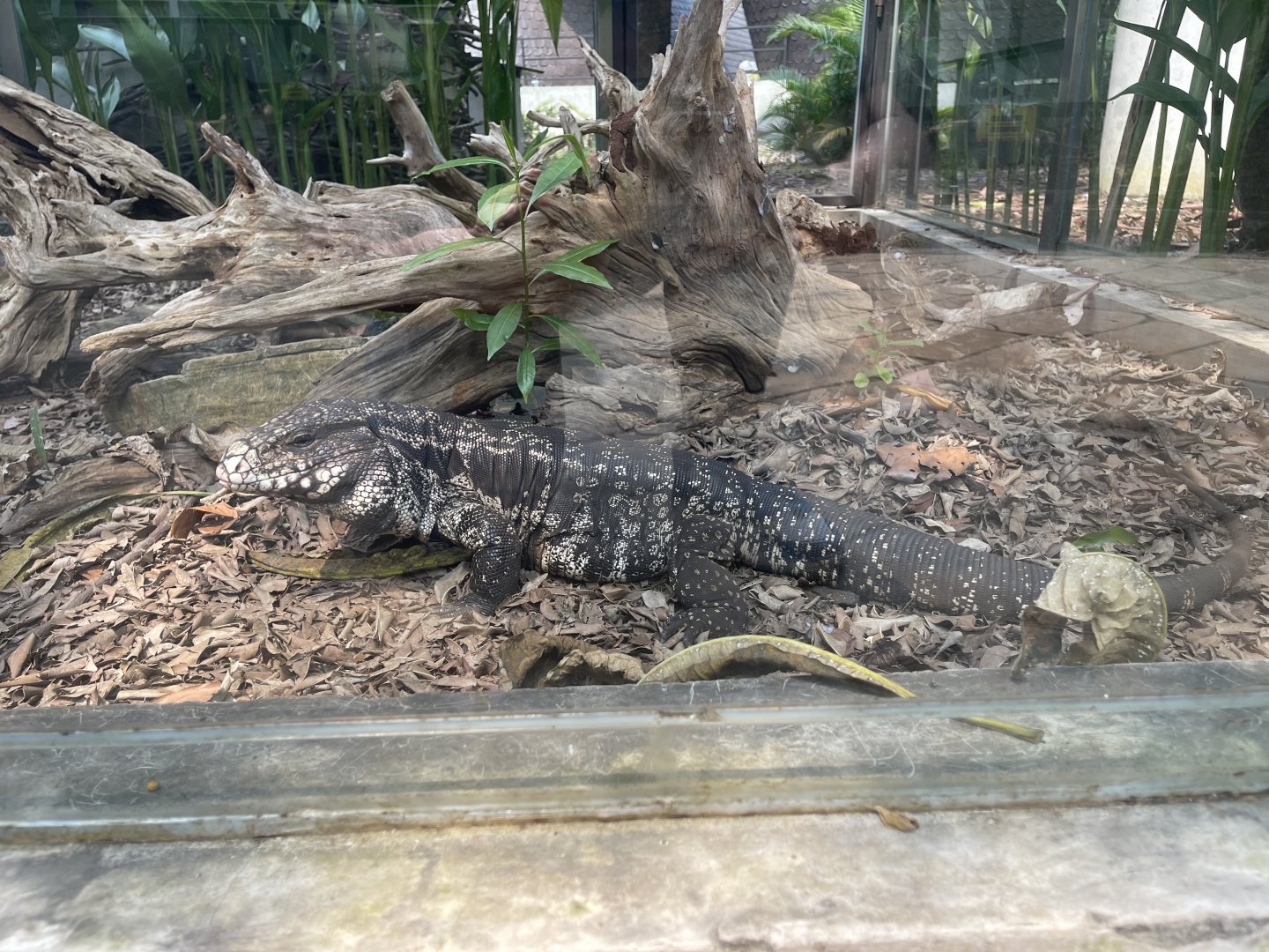 argentine black and white tegu (salvator merianae) - museum komodo