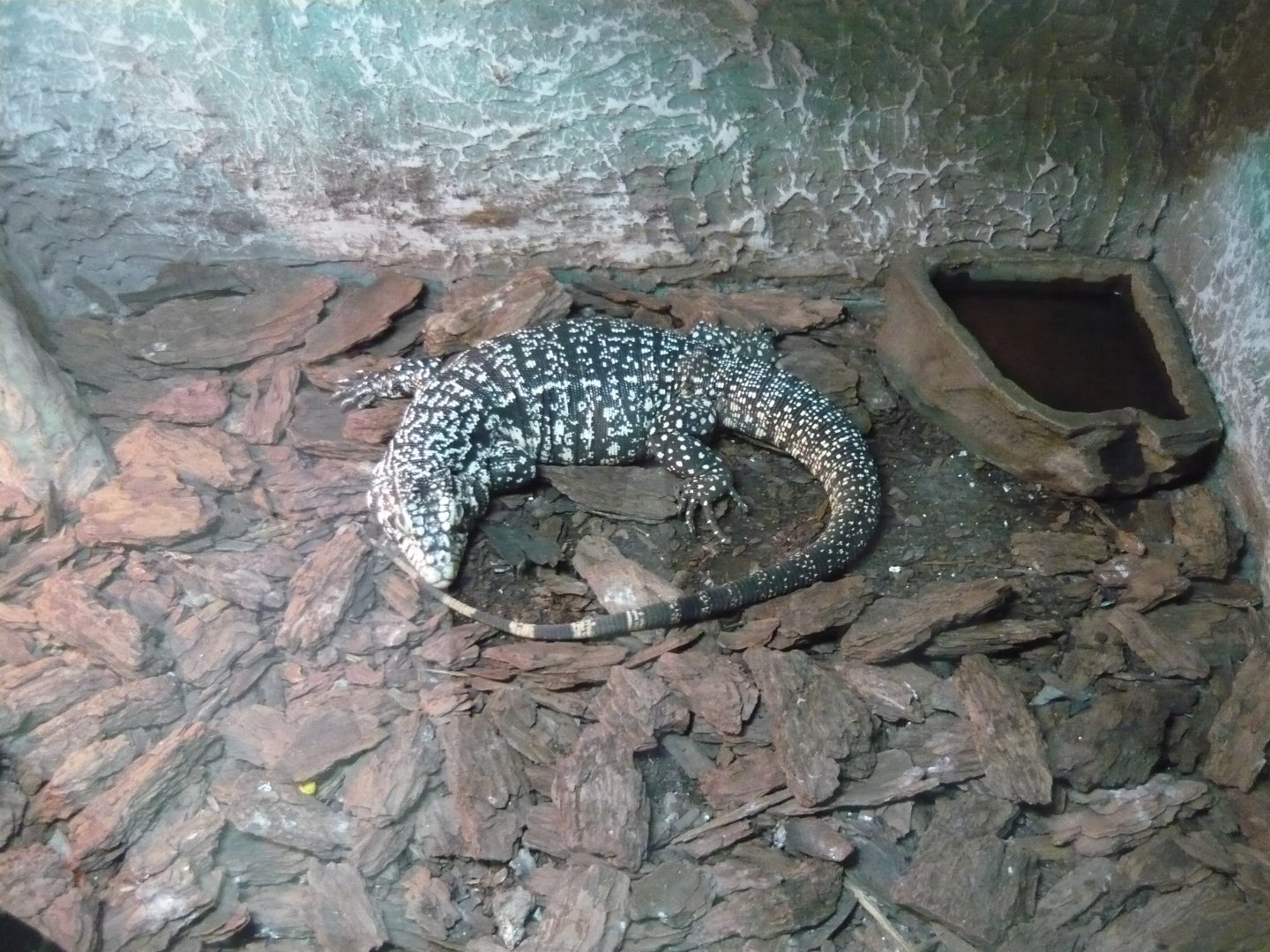 Argentine black and white tegu (Salvator merianae)
