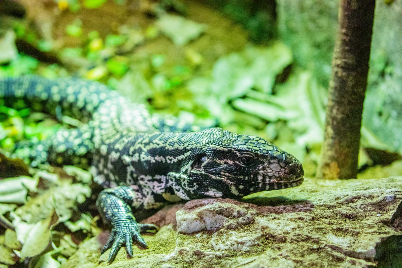 Argentine black and white tegu （Salvator merianae）