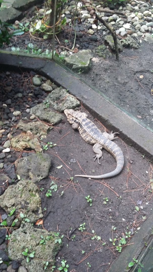 Argentine black and white tegu (Salvator merianae)