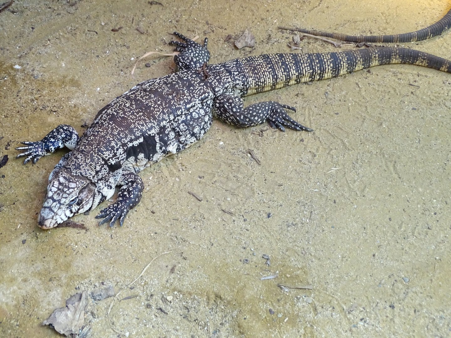 Argentine black and white tegu (Salvator merianae)